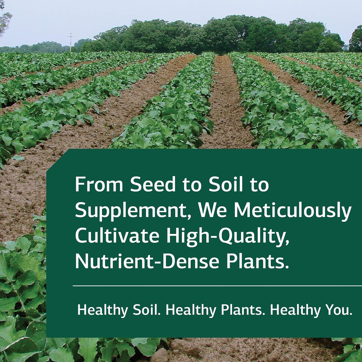 Standard Process Lact-ENZ Capsules - Whole Food Immune Support and Digestive Health with Probiotics and Enzymes - 90 Count