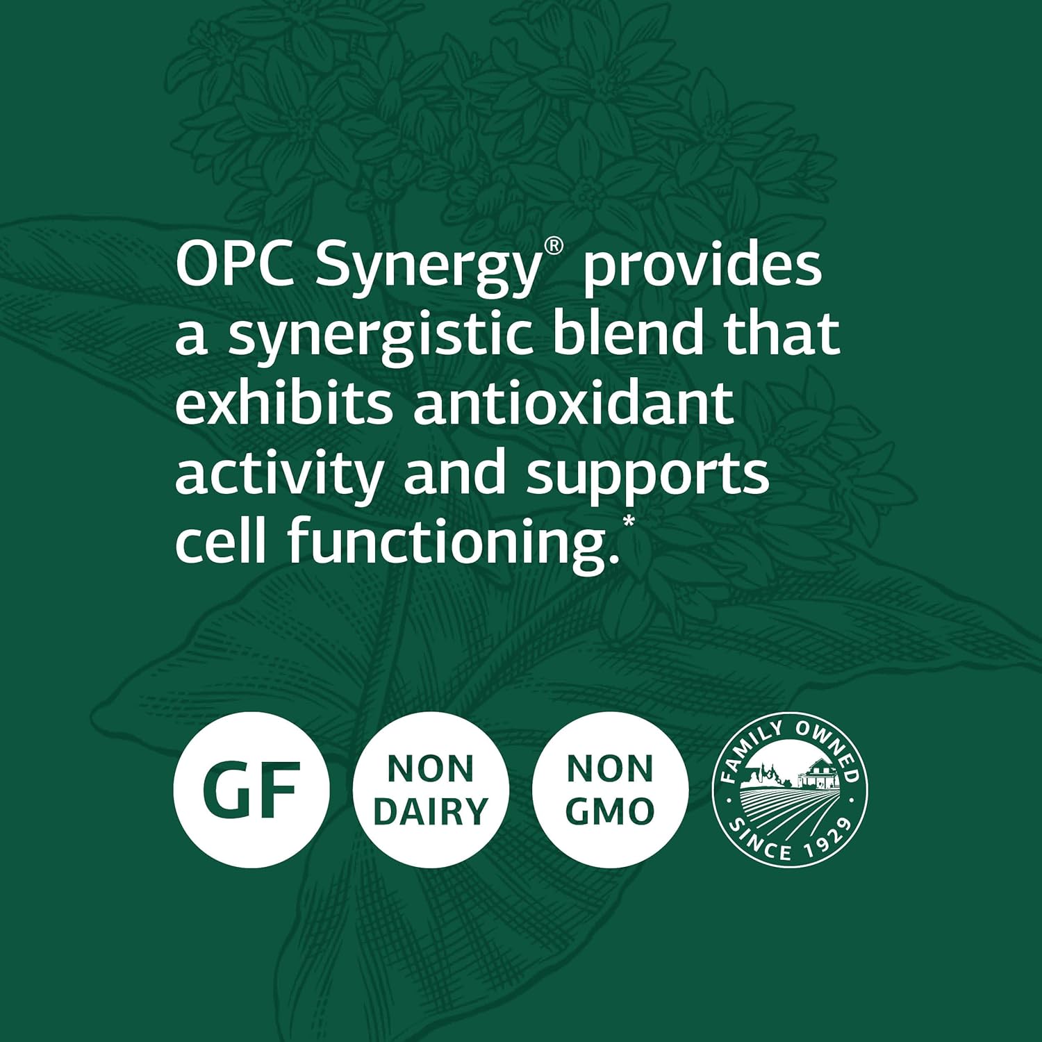 Standard Process OPC Synergy Capsules - Natural Cognitive and Brain Health Support with Bilberry, Grape Seed Extract, and Green Tea Powder - 40 Count
