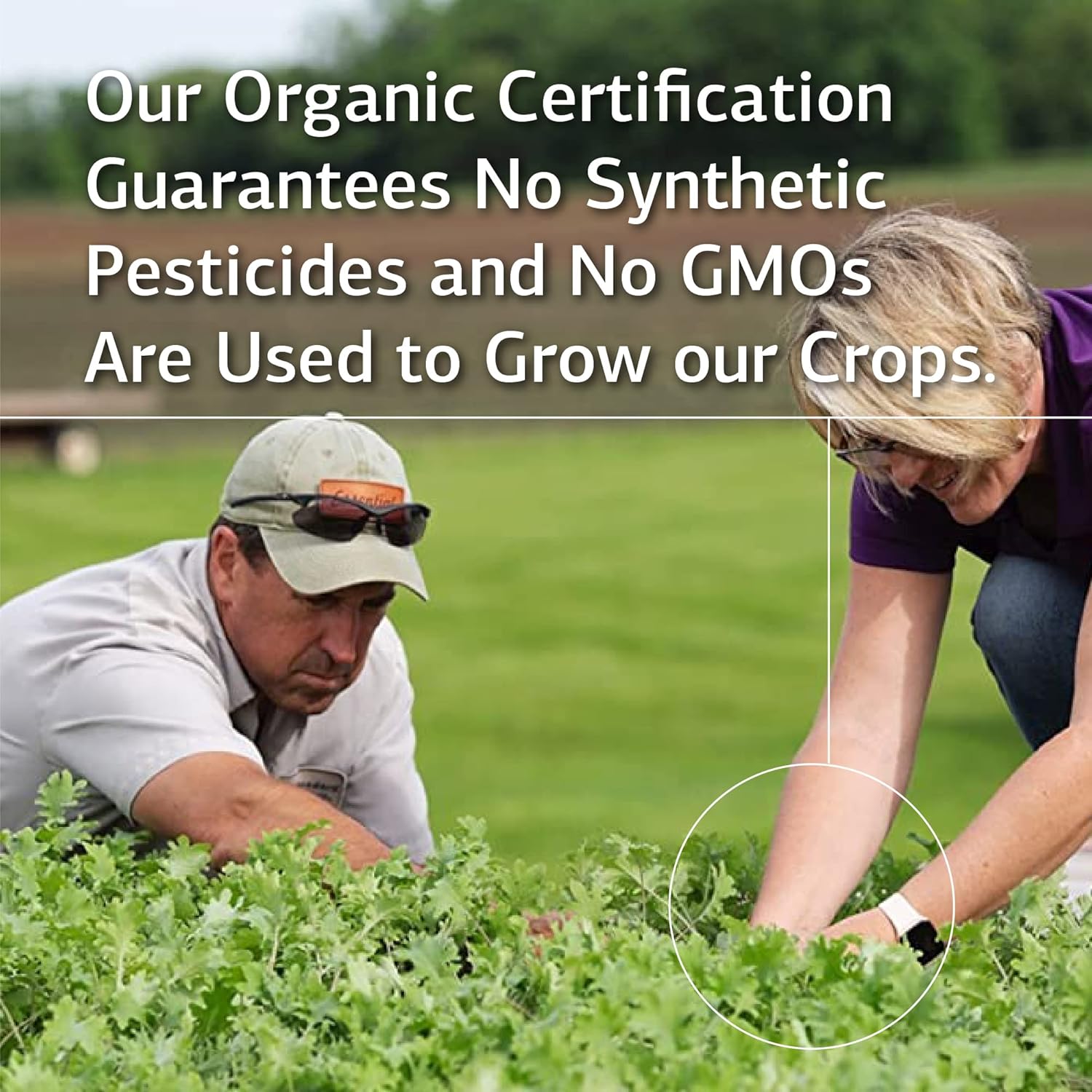 Standard Process OPC Synergy Capsules - Natural Cognitive and Brain Health Support with Bilberry, Grape Seed Extract, and Green Tea Powder - 40 Count