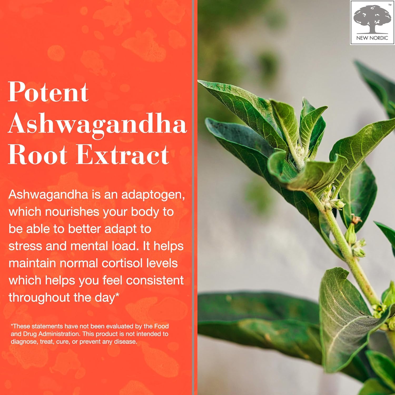 Sugar-Free Ashwagandha Gummies - 300mg Extract - Adaptogens for Men & Women - Mango Peach Flavor - 60 Count