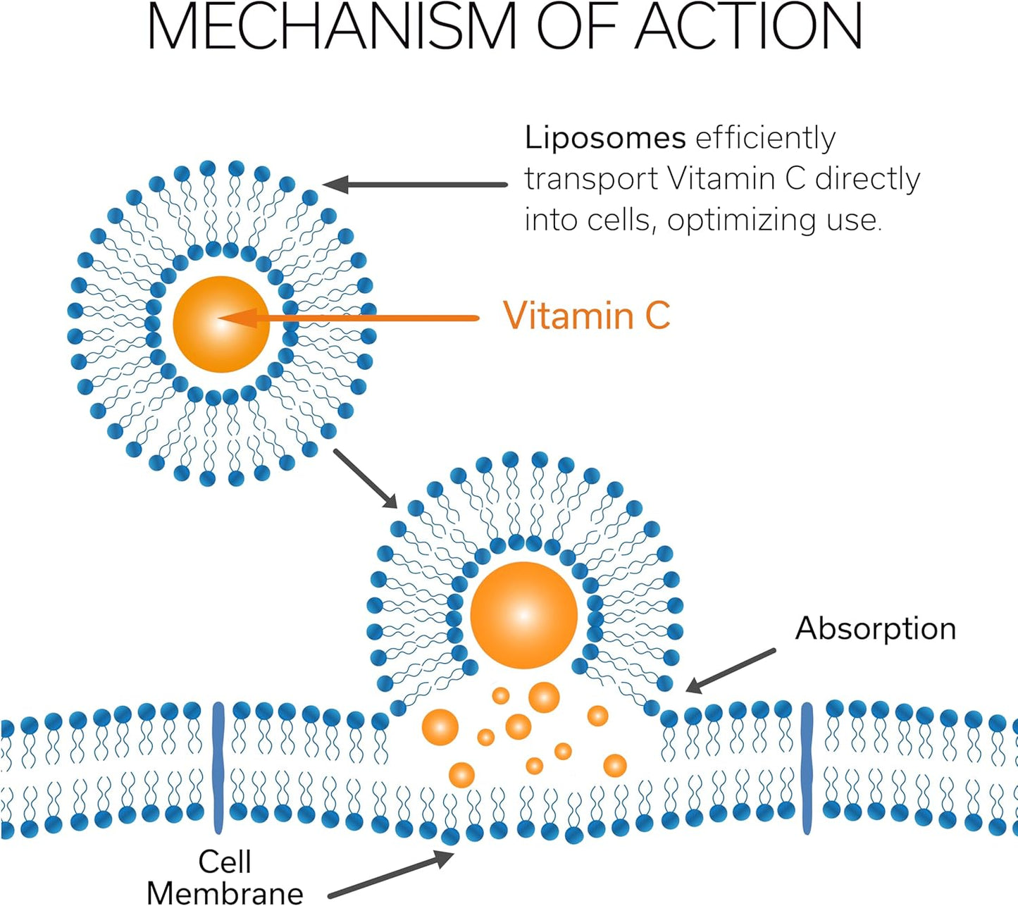 TravelSANA Liposomal Vitamin C & Zinc Sticks - Boost Energy, Immunity, Combat Fatigue - Advanced Absorption Technology - Fast-Acting - 30 Pack