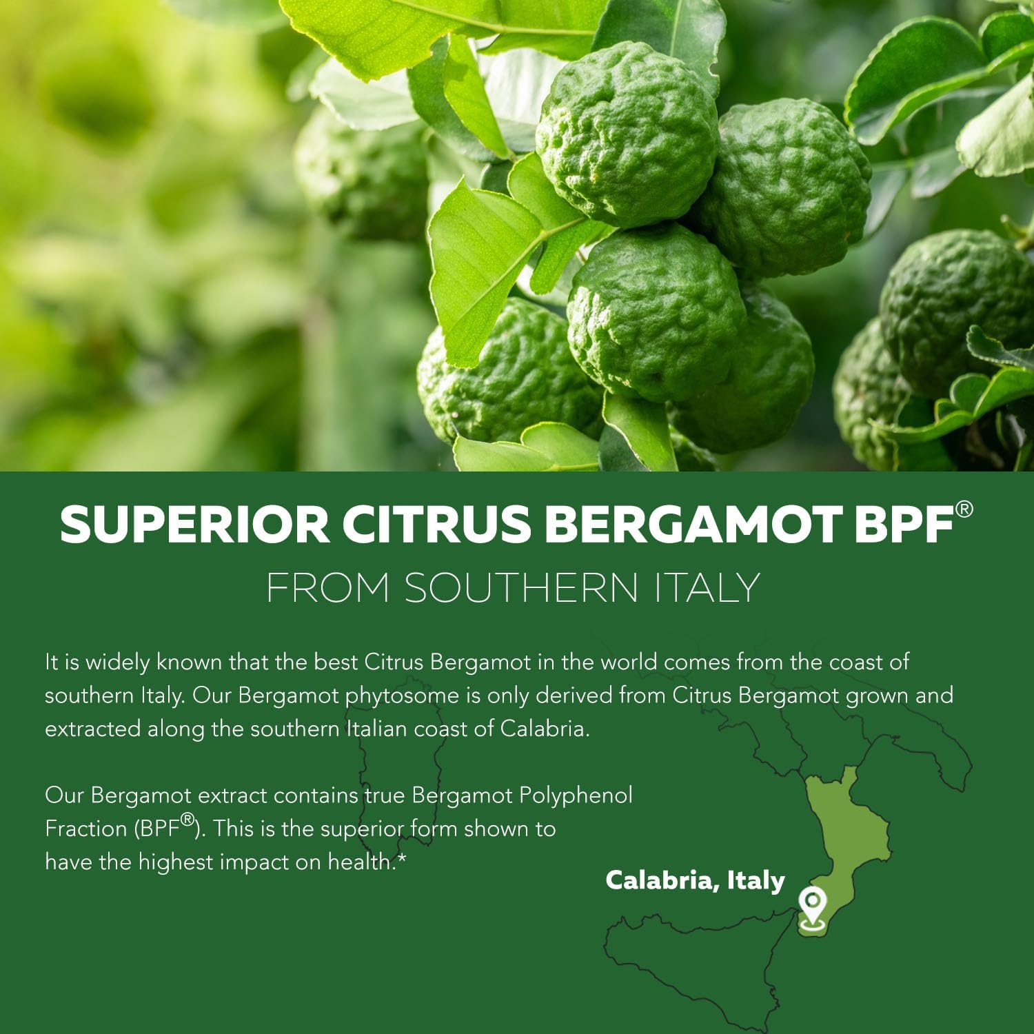 Triquetra Health SoActive Bergamot Capsules: Italian Citrus Bergamot Phytosome with Grape Seed Extract - Supports Cholesterol & Weight Management - 60 Capsules