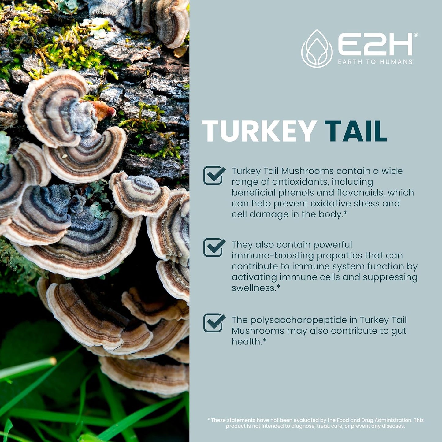 Turkey Tail Mushroom Extract for Immune & Digestive Support - Vegan & Non-GMO Supplement (2 Bottles)