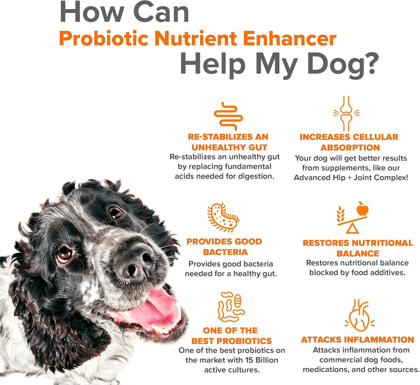 Turkey Tail Mushroom Immune Support Bundle for Dogs with Probiotics and Oral Care Spray