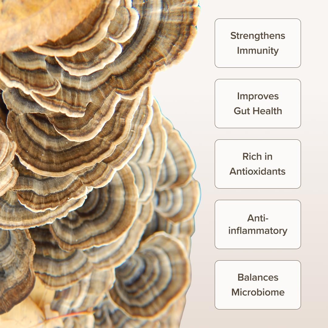 Turkey Tail Mushroom Powder for Gut Health & Immunity - 3.5 oz/100g by Bloomable
