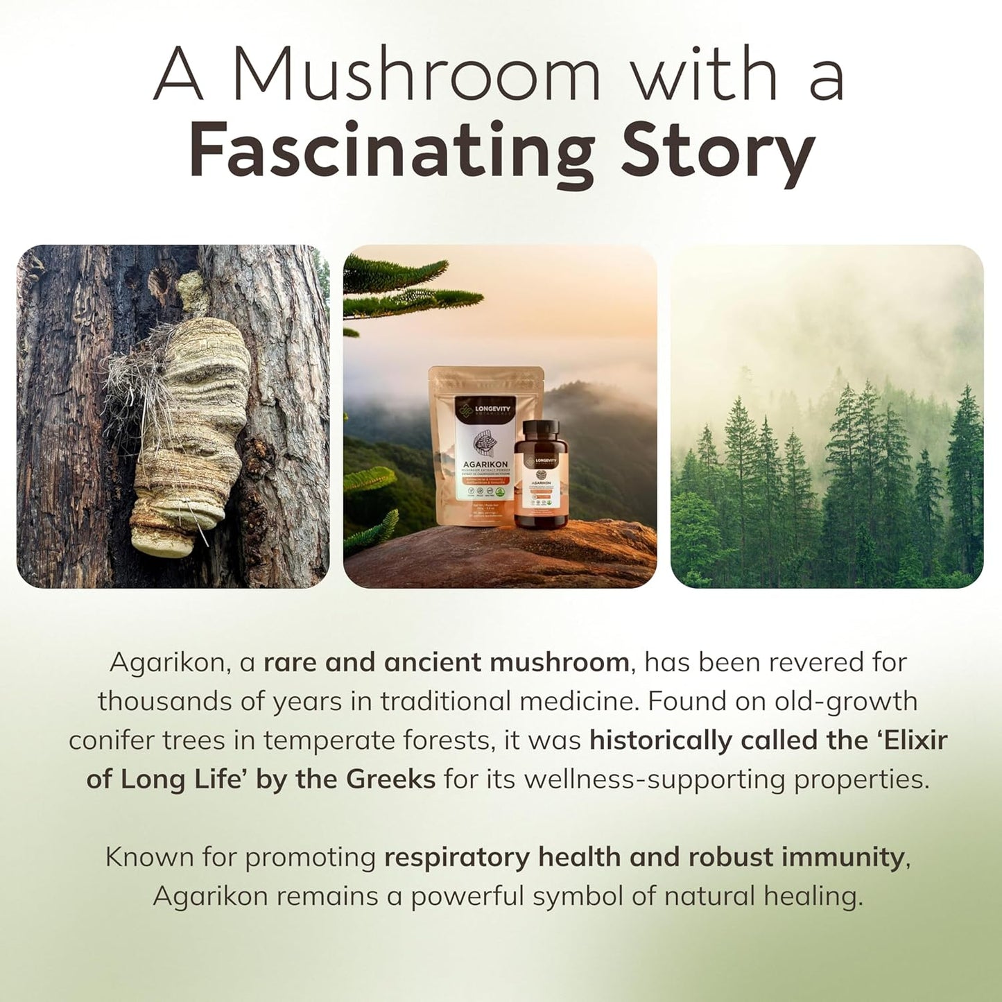 Ultra Concentrated Wildcrafted Agarikon Mushroom Capsules for Immune Support - 100% Fruiting Body Supplement - 120 Capsules