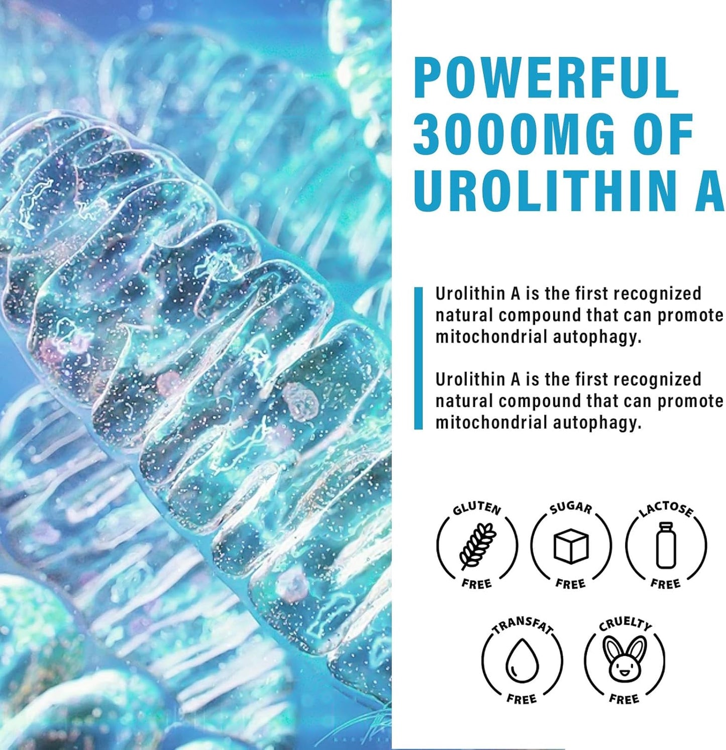Urolithin A Liquid Drops Supplement - 3000mg High Strength Formula for Walking