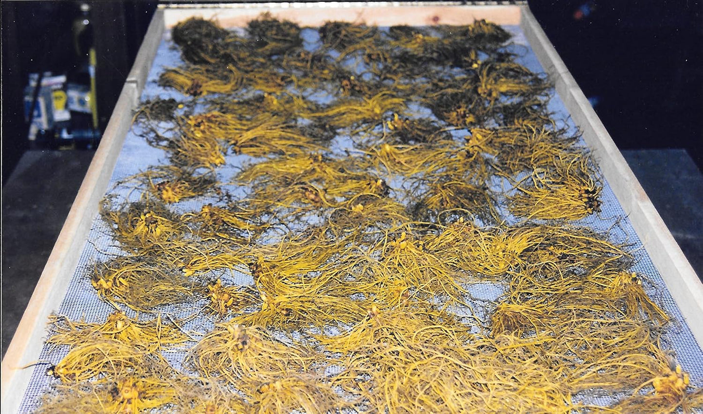 USA Grown Goldenseal Root Powder - Maui Medicinal Herbs - 14 gm (1/2 Ounce)