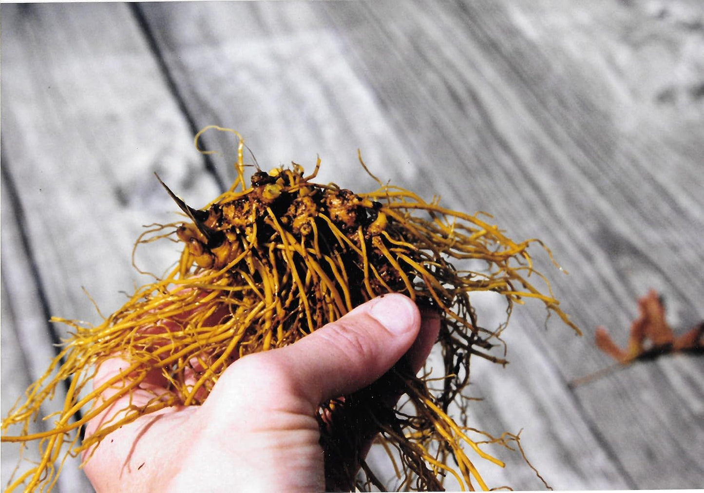USA Grown Goldenseal Root Powder - Maui Medicinal Herbs - 14 gm (1/2 Ounce)