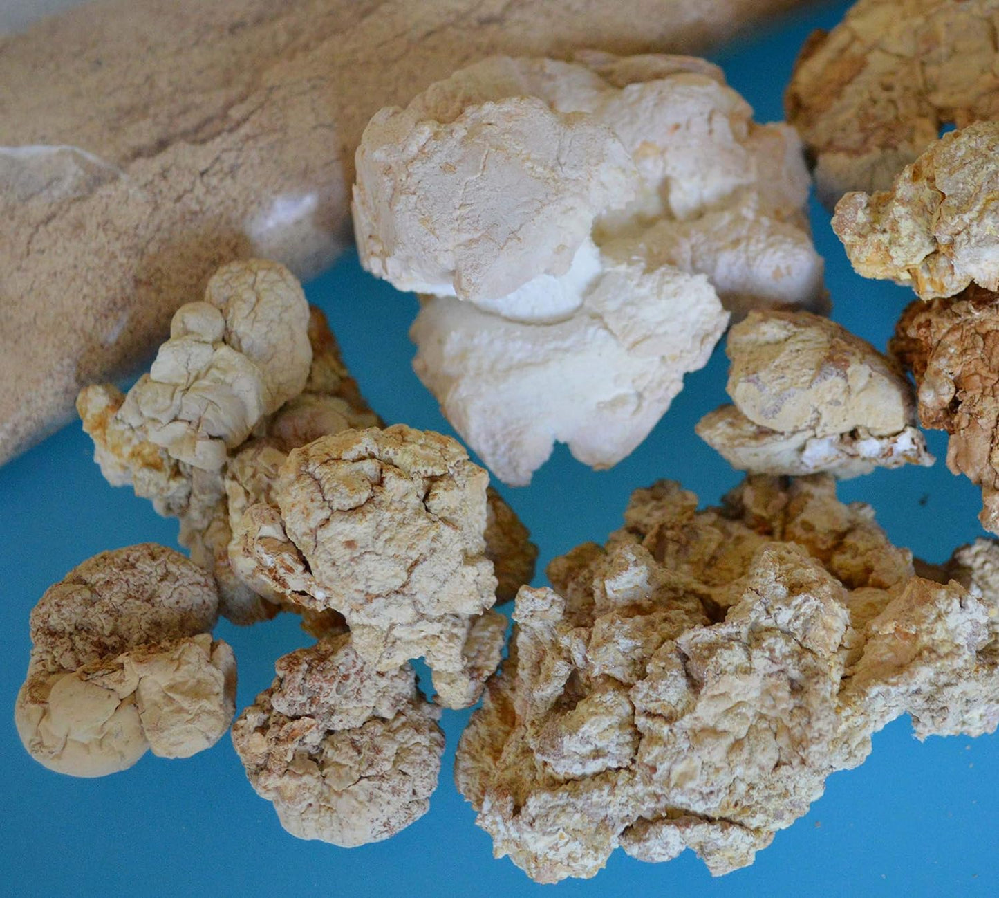 USA Tiger Milk Mushroom Capsules for Lung, Respiratory, and Immune Support - 450mg