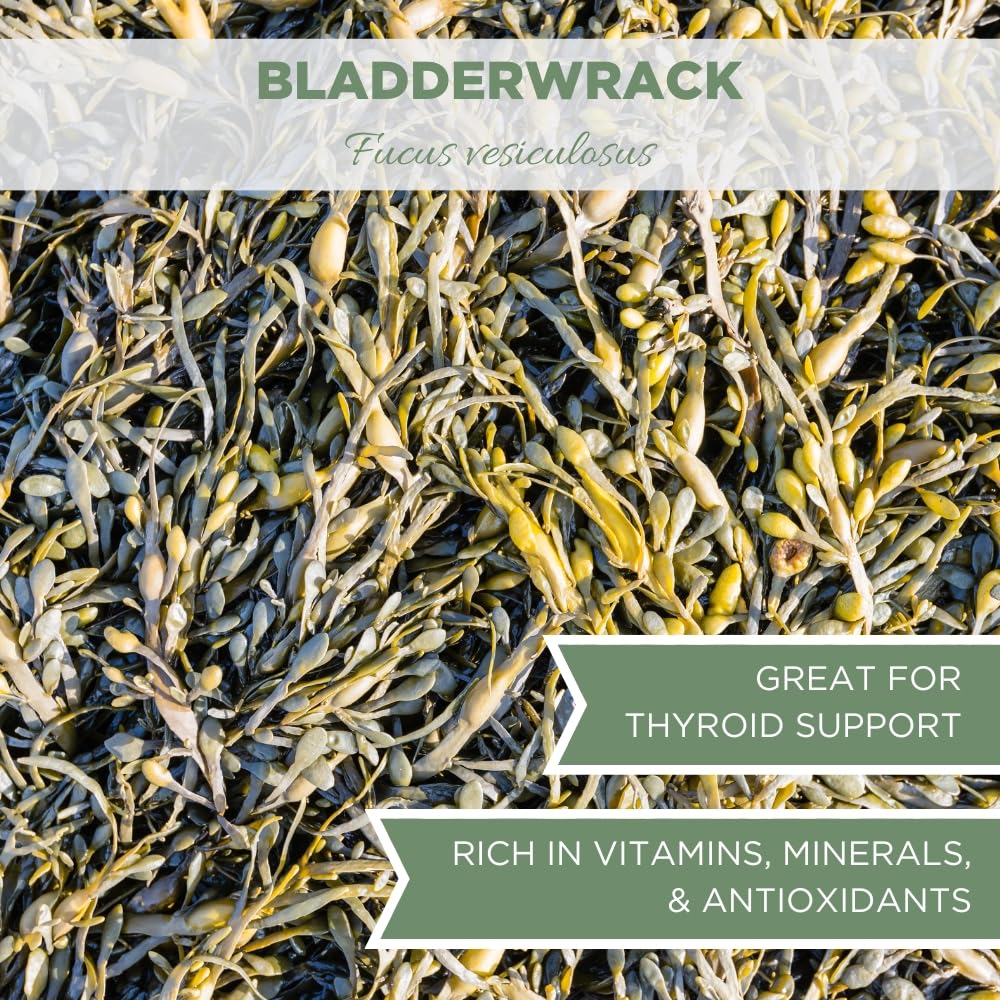 USDA Certified Organic Bladderwrack Powder 4 oz. (113g) - Natural Kelp Supplement from France - Fucus Bladder Wrack Herb Powder