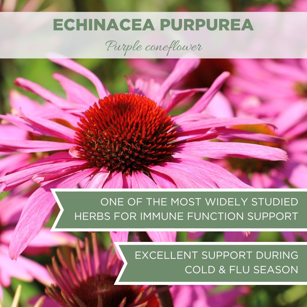 USDA Certified Organic Echinacea Purpurea Tea - 4oz (113g) - Premium Quality Cut & Sifted Herb - Purple Coneflower Herb