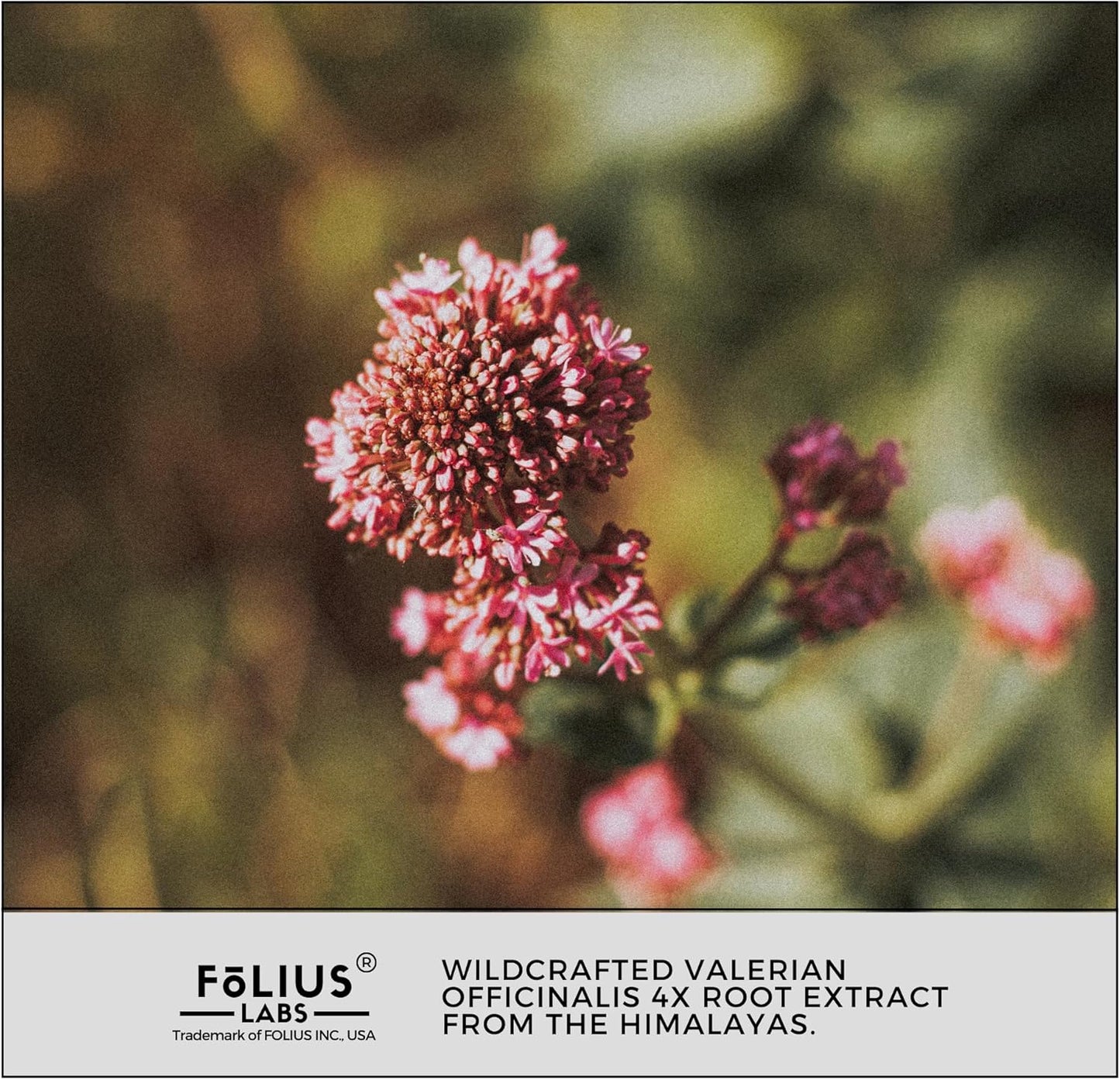 Valerian Root Extract Capsules 750mg - 4X Concentration Supplement for Relaxation - Gluten Free, Non-GMO - 120 Capsules by FOLIUS LABS