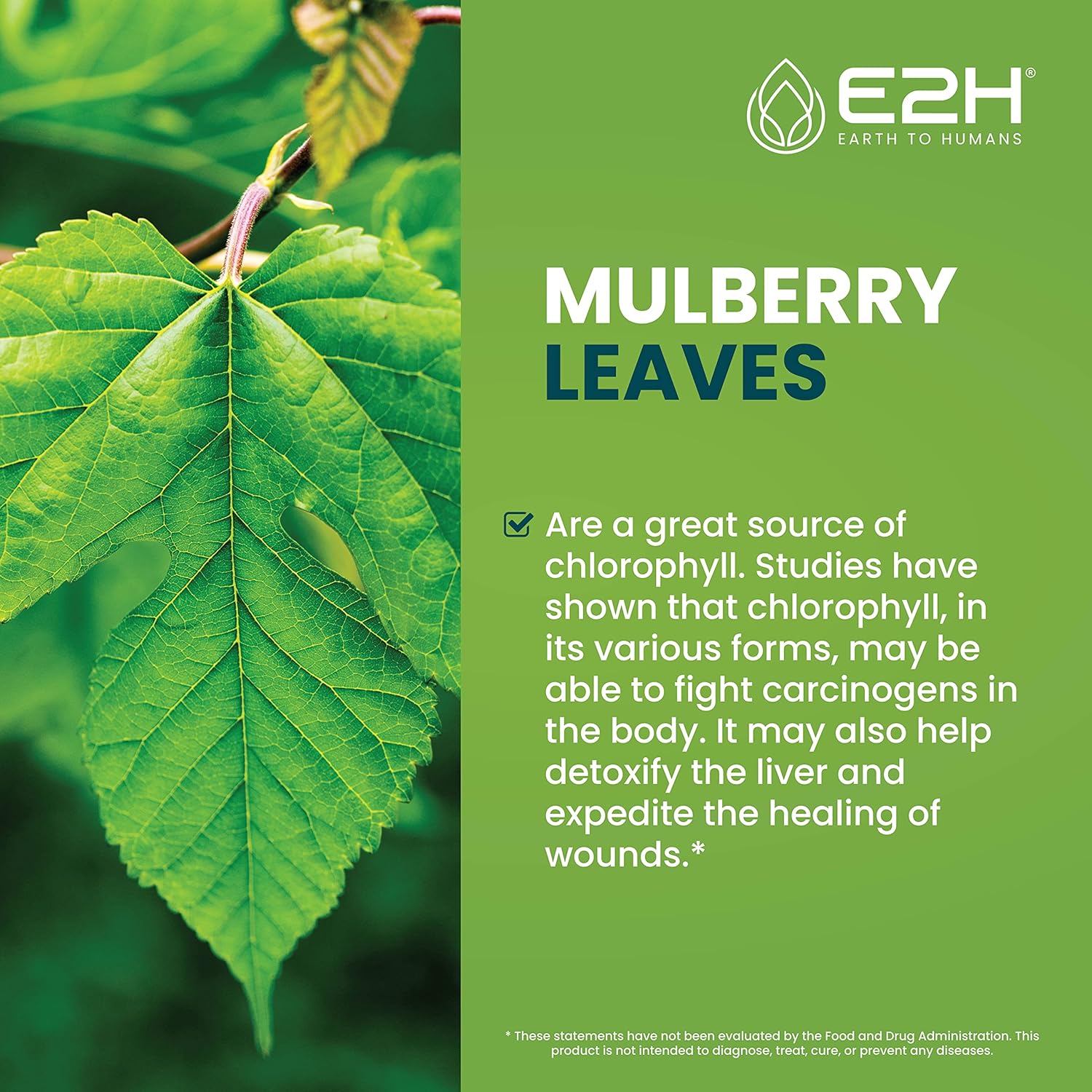 Vegan Liquid Chlorophyll & Black Currant Extract Bundle - E2H Earth to Humans - 4 Fl Oz Total - Non-GMO