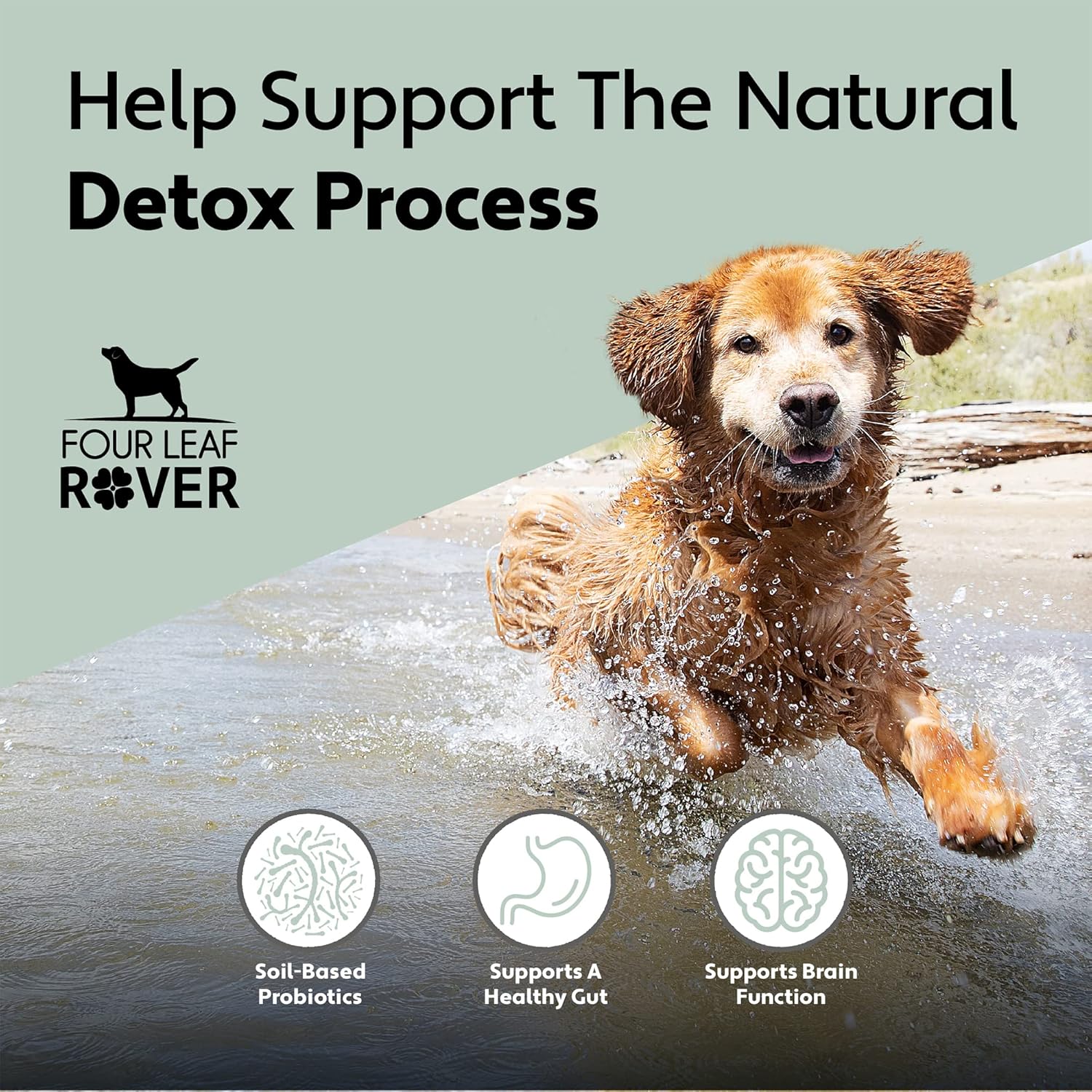 Veterinarian Formulated Probiotics for Dogs with Natural Prebiotics and Antioxidants - Supports Gut Health and Detoxification - 60 Day Supply for Large Dogs