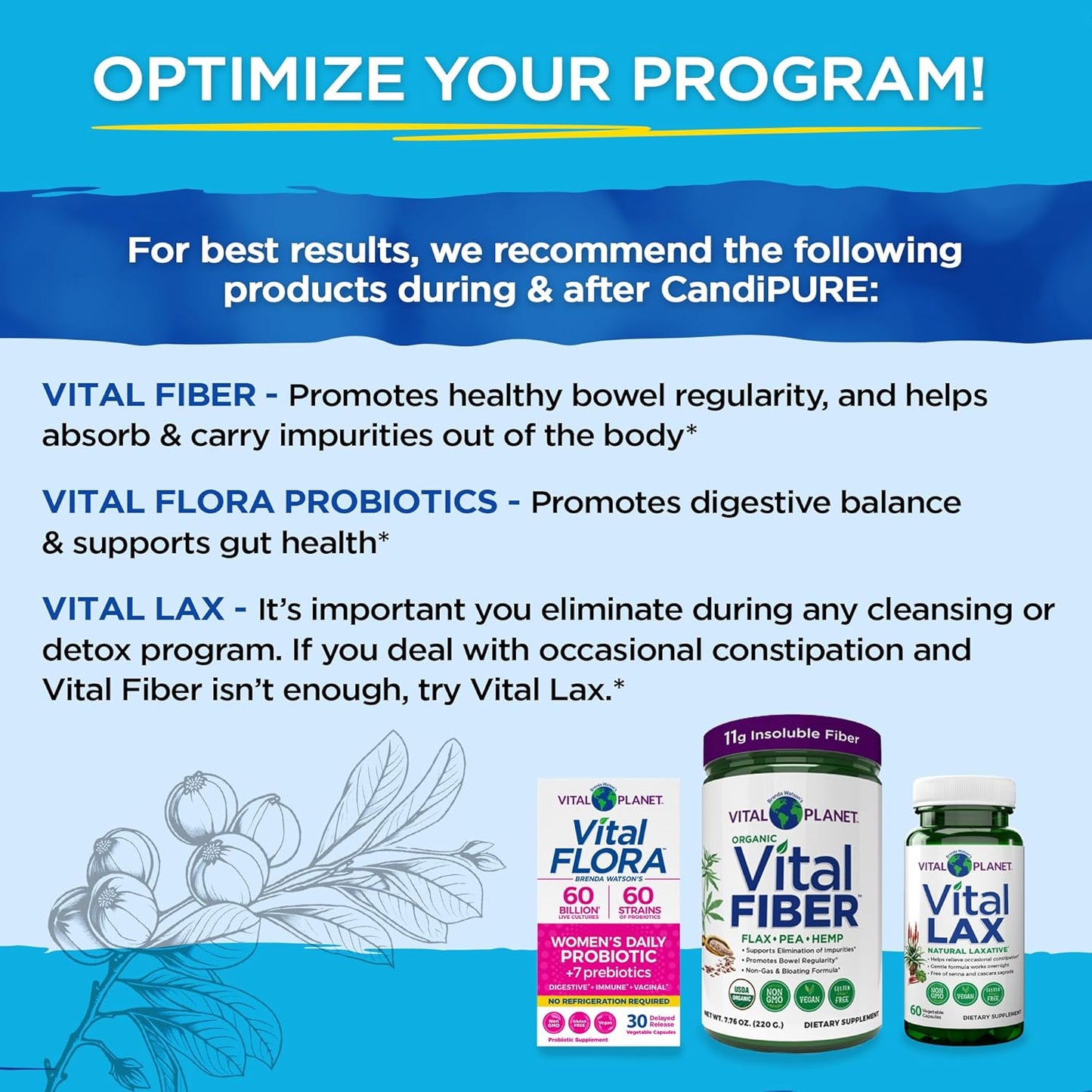 Vital Planet Vital CandiPURE Intestinal Cleanse 2-Part Kit - 56 Capsules, 1fl oz Herbal Extract - Supports Healthy Intestines