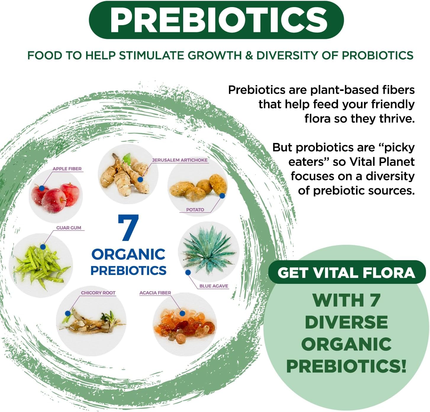 Vital Planet Vital Flora Adults 55+ Probiotic with 60 Billion CFU, Organic Prebiotics, Immune & Digestive Health - 30 Capsules