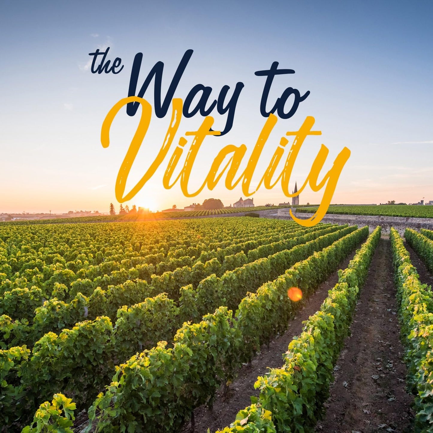 Vitalitown Probiotic Supplement: 101 Billion CFUs, 24 Strains, Enzymes, Prebiotics, Shelf Stable, Men & Women, 30 Caps