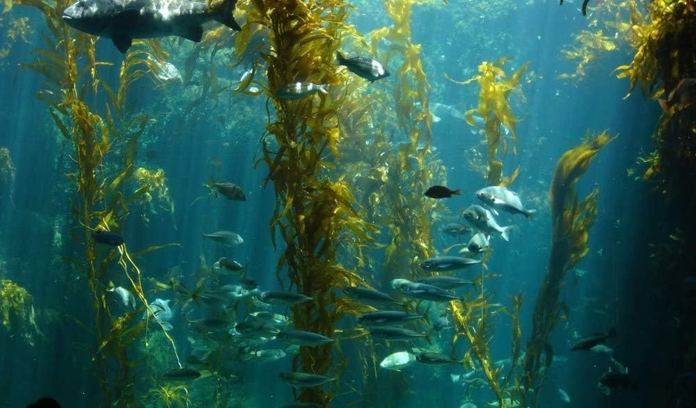 VIVALIFER New Zealand Energize Oyster Extract Capsules - Joint Support with Zinc, Vitamin D, Amino Acids, Immune Boost, Anti-Aging, 500mg