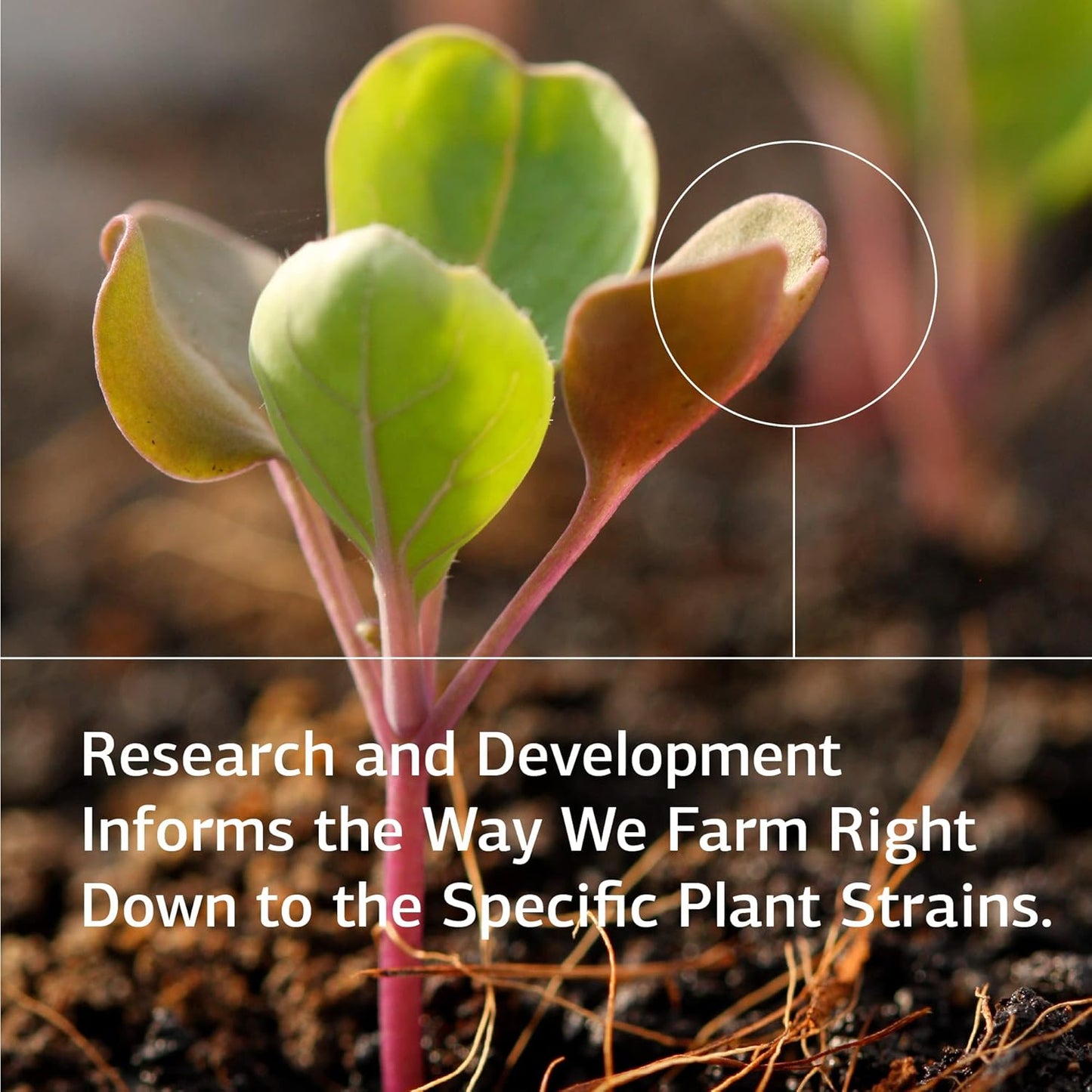 Whole Food Brain Health Supplement with Ginkgo & Grapeseed Extract - 40 Capsules by Standard Process Inc.