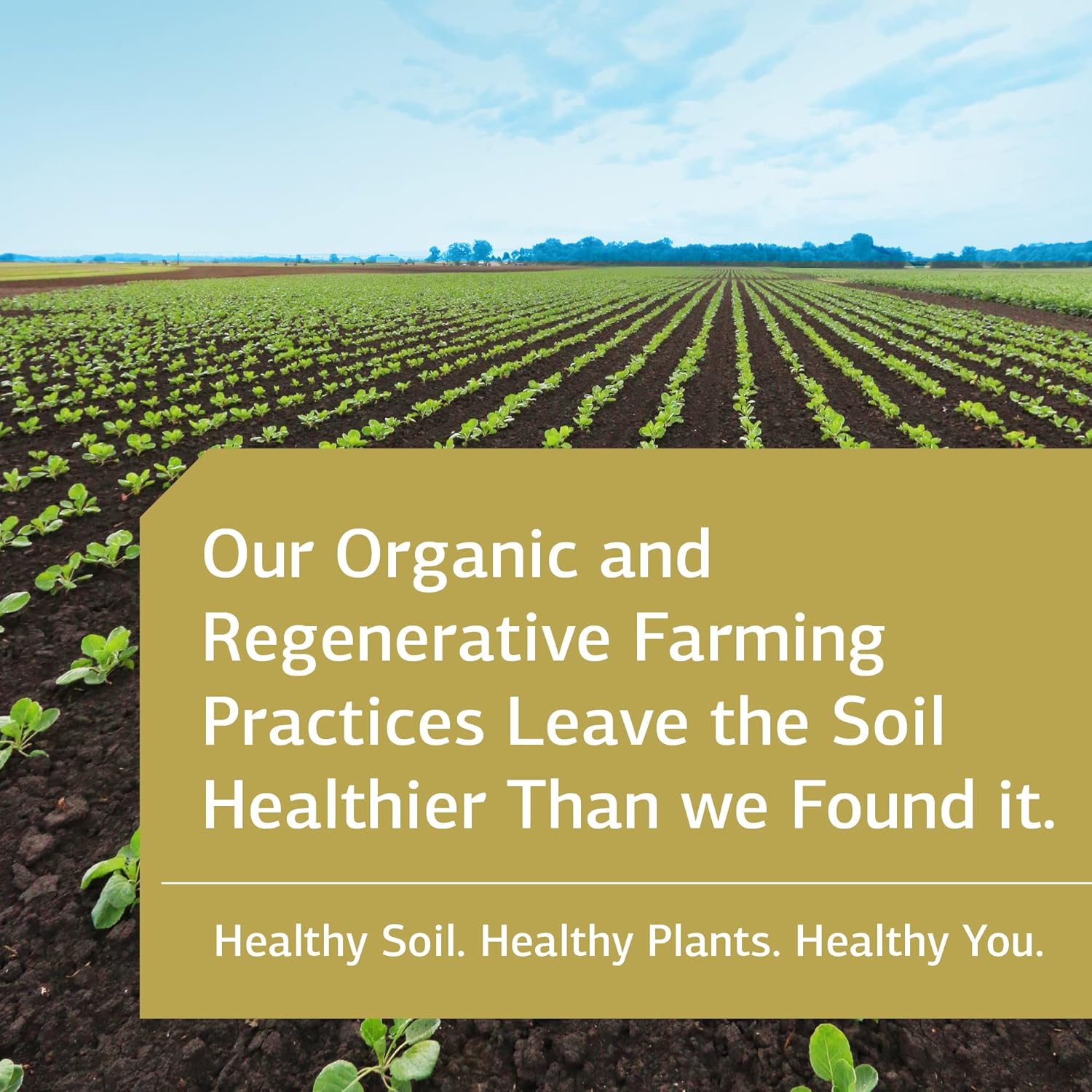 Whole Food Lung Support Supplement with Thiamin, Riboflavin, Choline - 90 Capsules by Standard Process Inc.