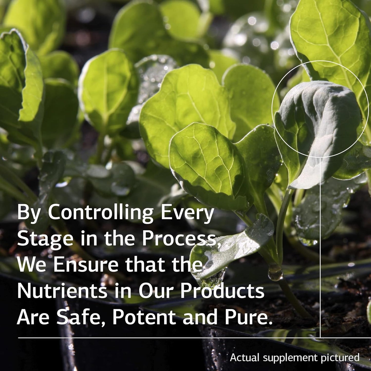 Whole Food Teeth and Bone Health Supplement - Standard Process Biost with Magnesium Citrate, Calcium Lactate, Manganese - 360 Tablets