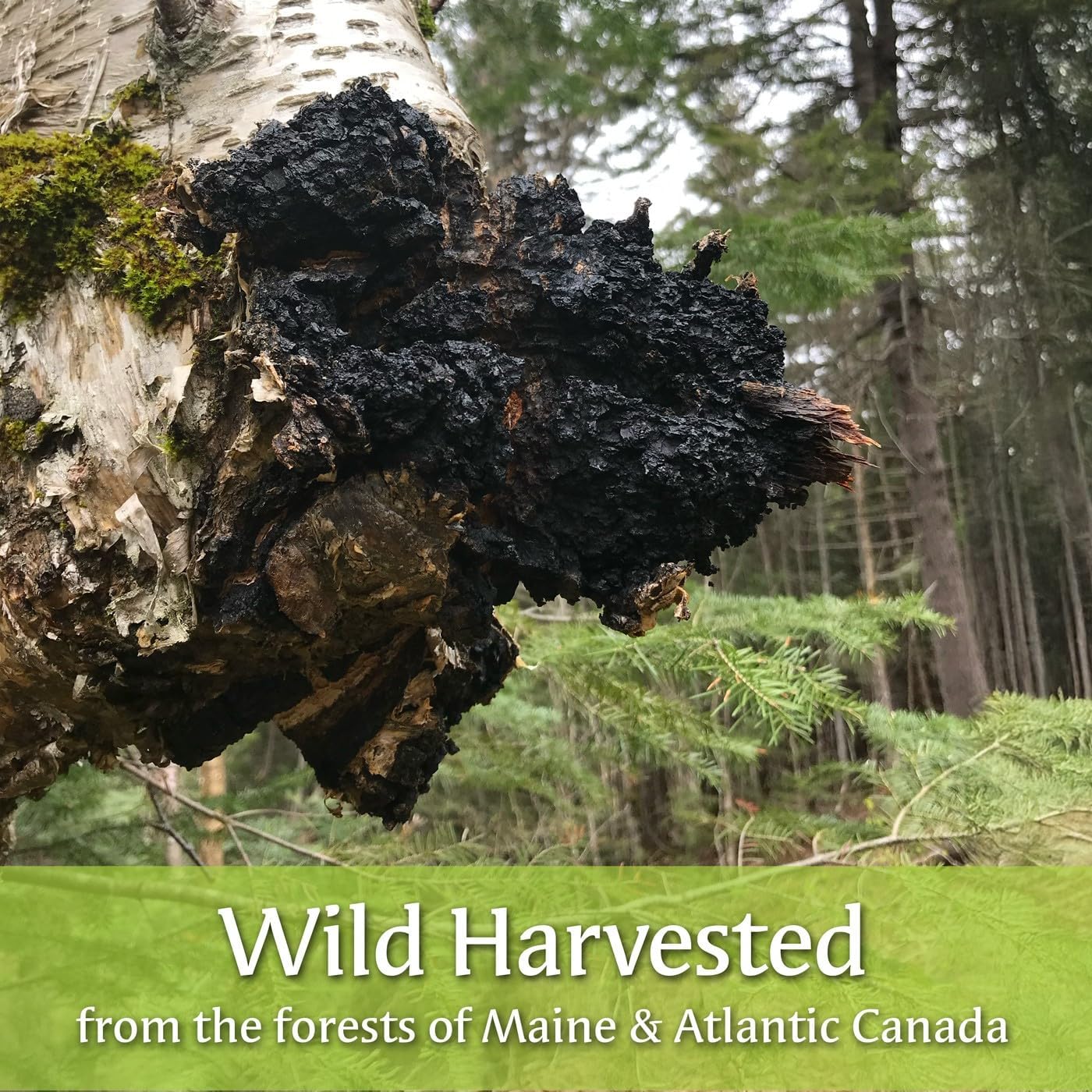 Wild Harvested Berry Chaga Mushroom Extract Liquid, Double Extracted, 2oz, USA & Canadian Grown, Pesticide-Free