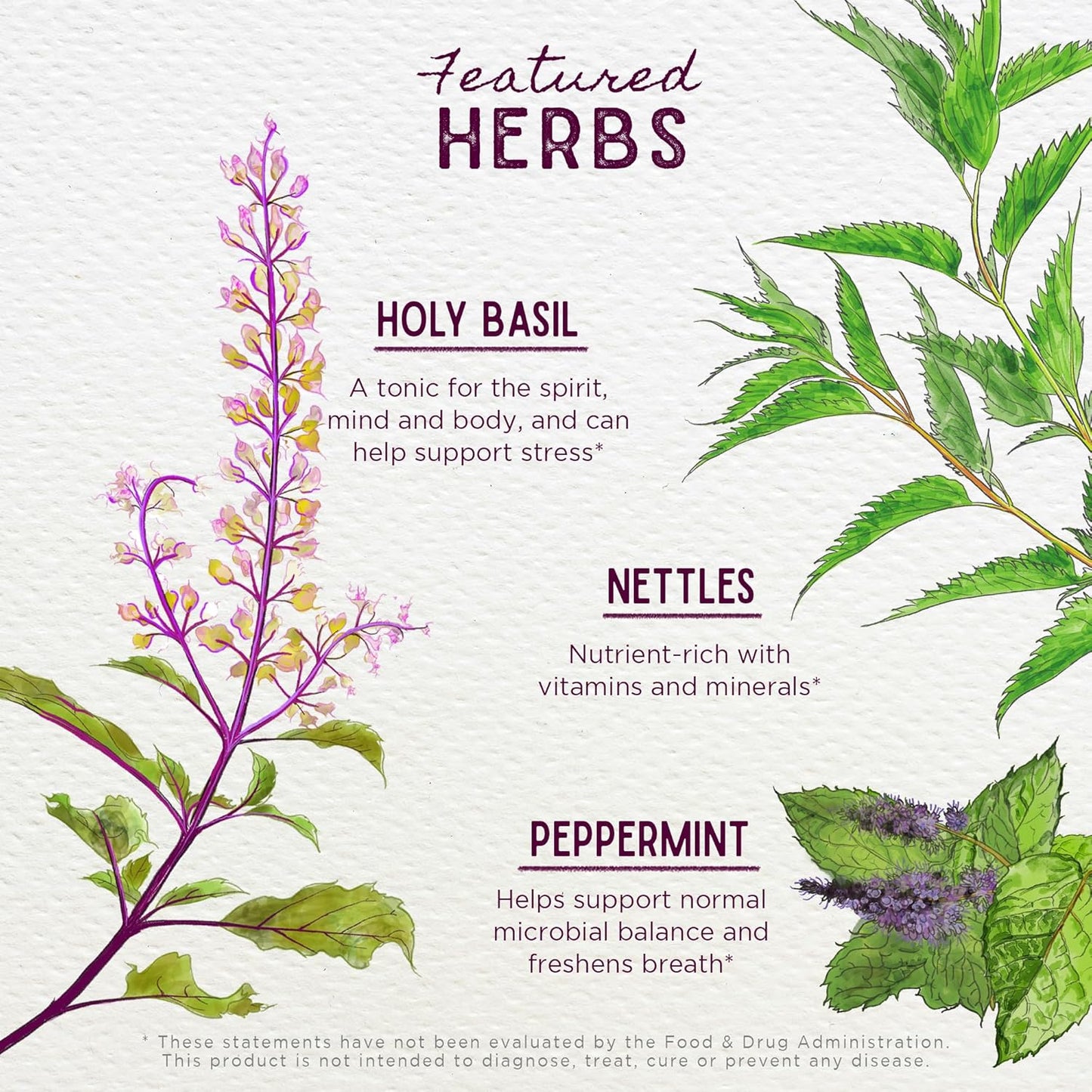 WishGarden Herbs Chlorophyll Liquid Drops with Nettle, Basil, Moringa, & Peppermint for Energy, Immune Support, Stress Relief
