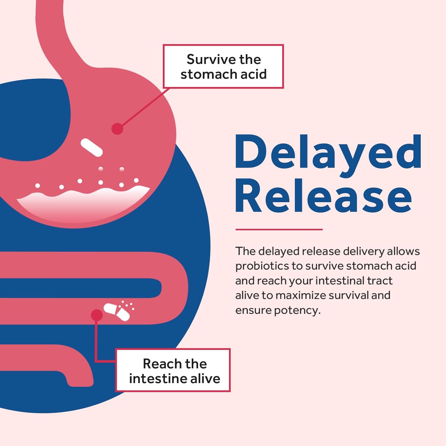 Women's Probiotic Blend with 200 Billion CFUs, 36 Strains, Prebiotics, Enzymes, Cranberry - Supports Vaginal, Urinary, Digestive & Immune Health - 30 Capsules