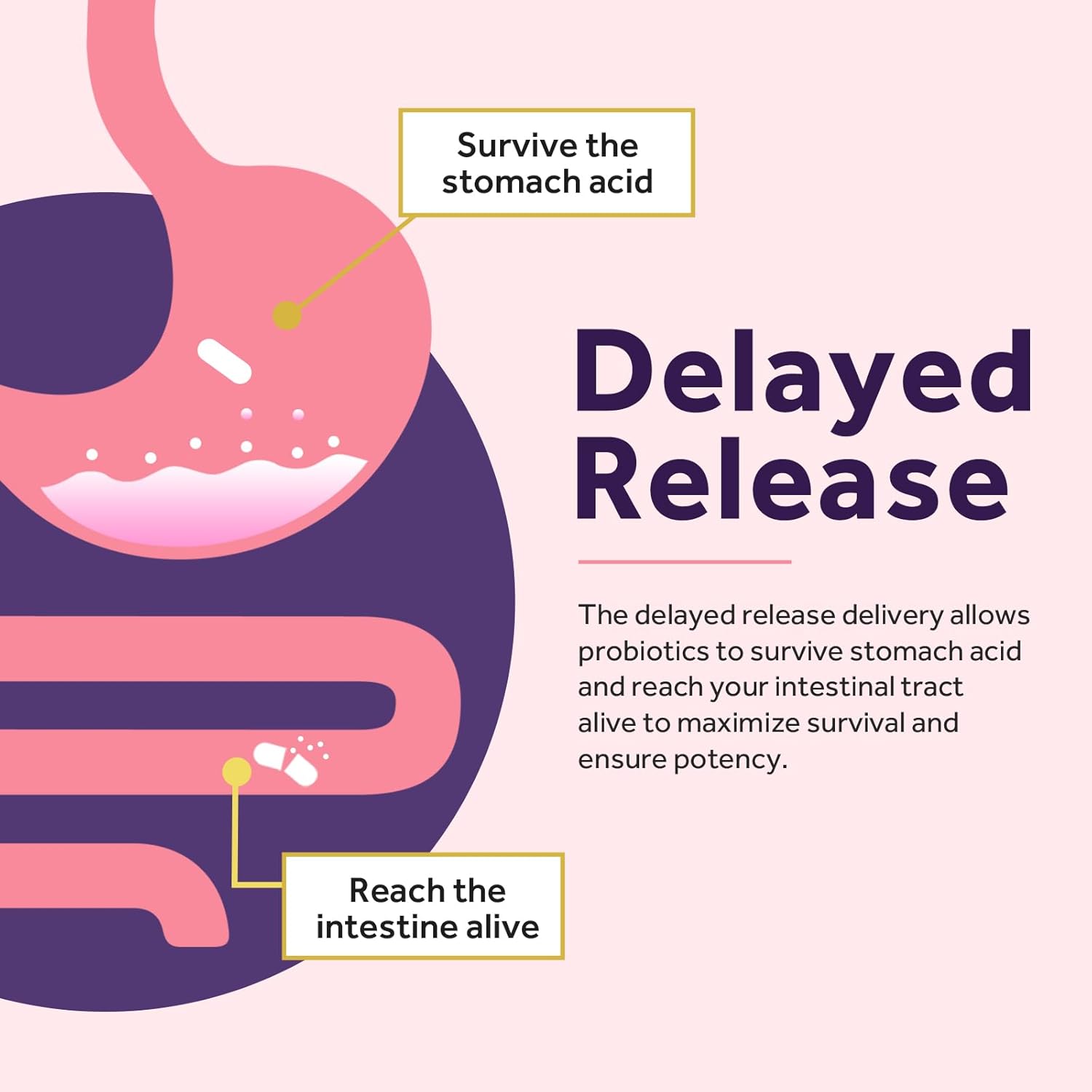 Women’s Probiotics and Inositol Bundle for Gut, Vaginal, Urinary & Reproductive Health by Doctor's Recipes