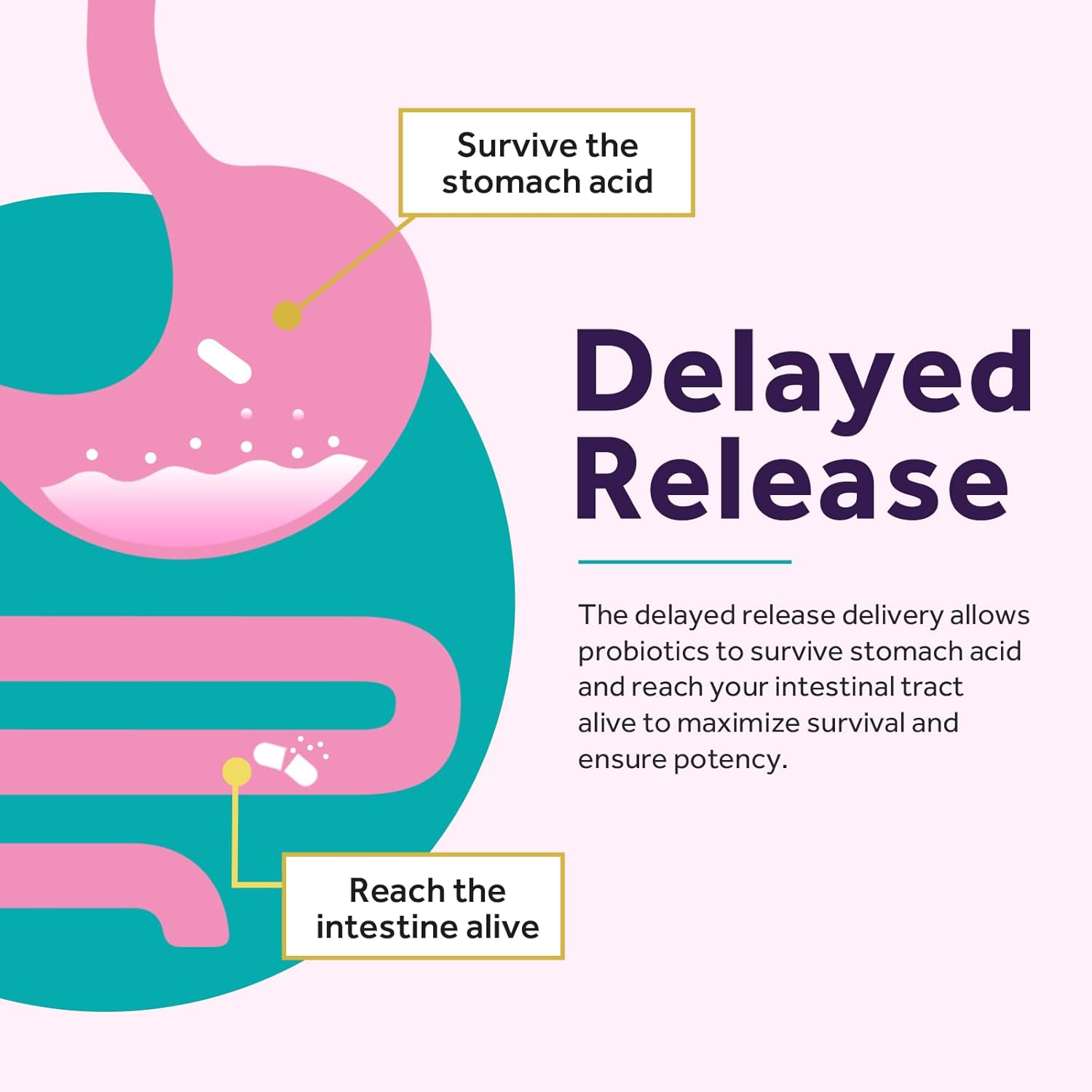 Women's Probiotics Bundle for Feminine Health & GI Support - Doctor's Recipes, Gluten-Free, 50 Billion & 70 Billion CFUs