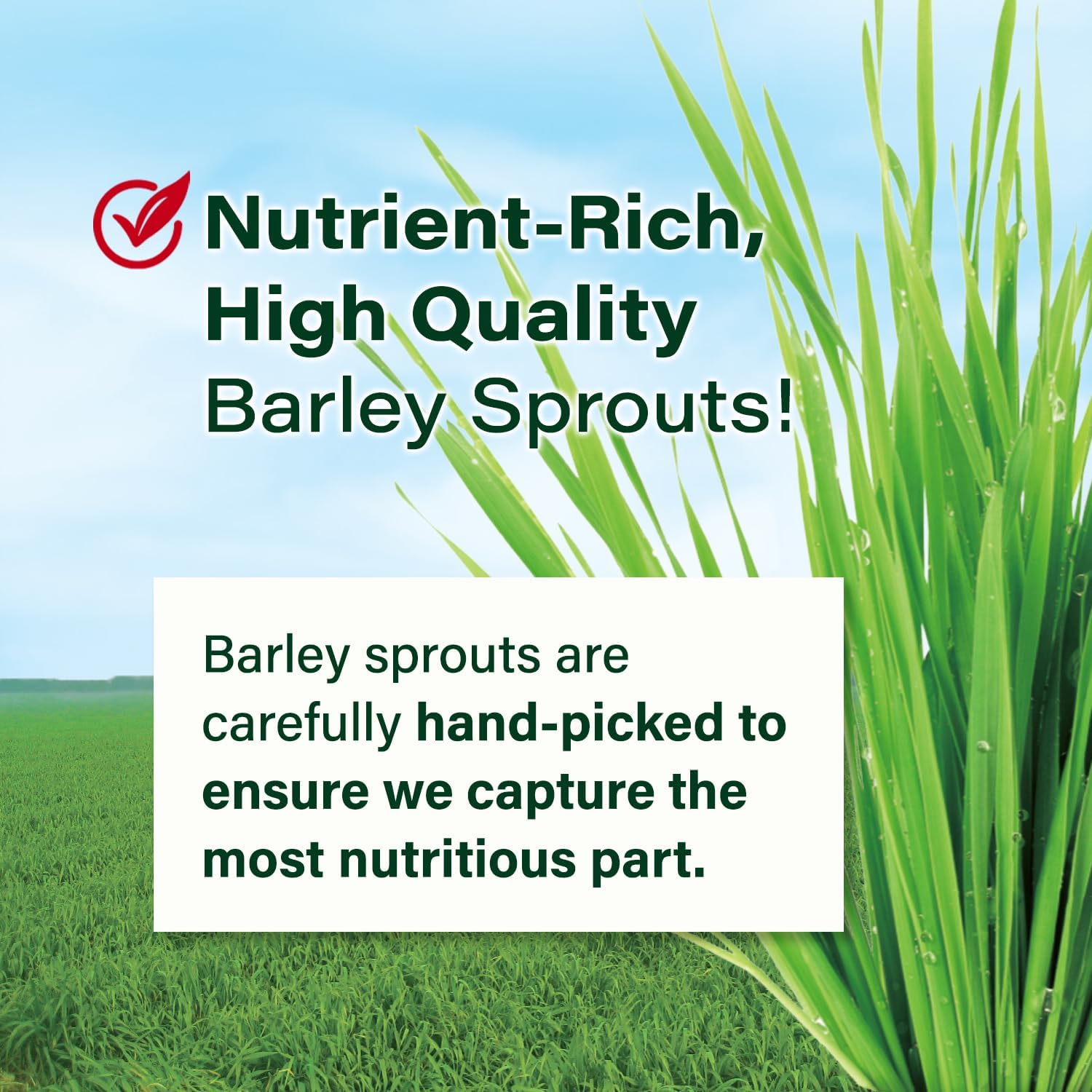 Yamamoto Kanpoh Barley Grass Powder: Japan's 100% Green Superfood for Health & Vitality, Rich in Vitamins & Minerals, Non-GMO, Vegan - 44 Sachet