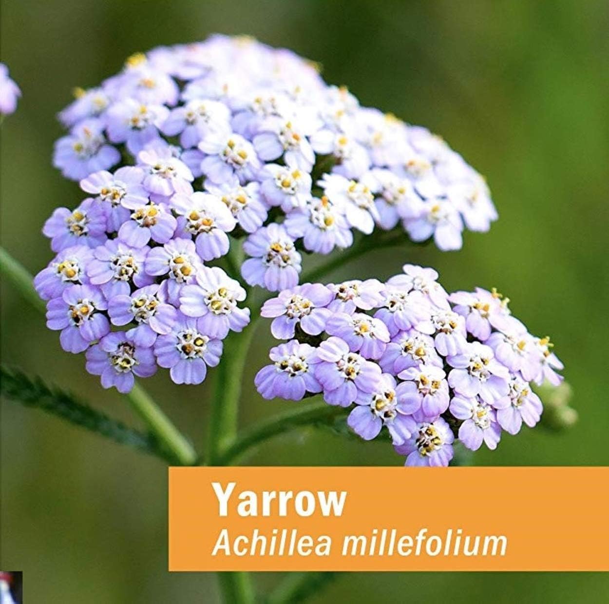 Yarrow Flowering Tops Liquid Extract by Herb Pharm - 4 Ounce Bottle