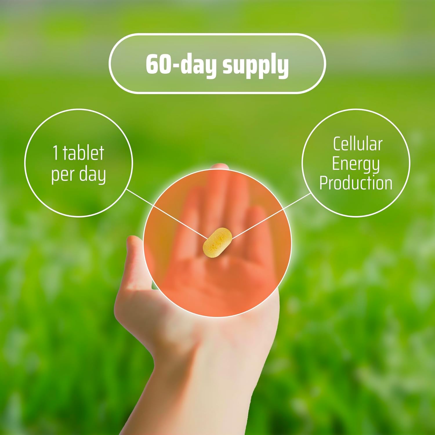 YDY Nutrition All Active BQ10 - CoQ10 100mg with Vitamin B Complex - Promotes Heart Health and Cellular Energy - 60 Tablets