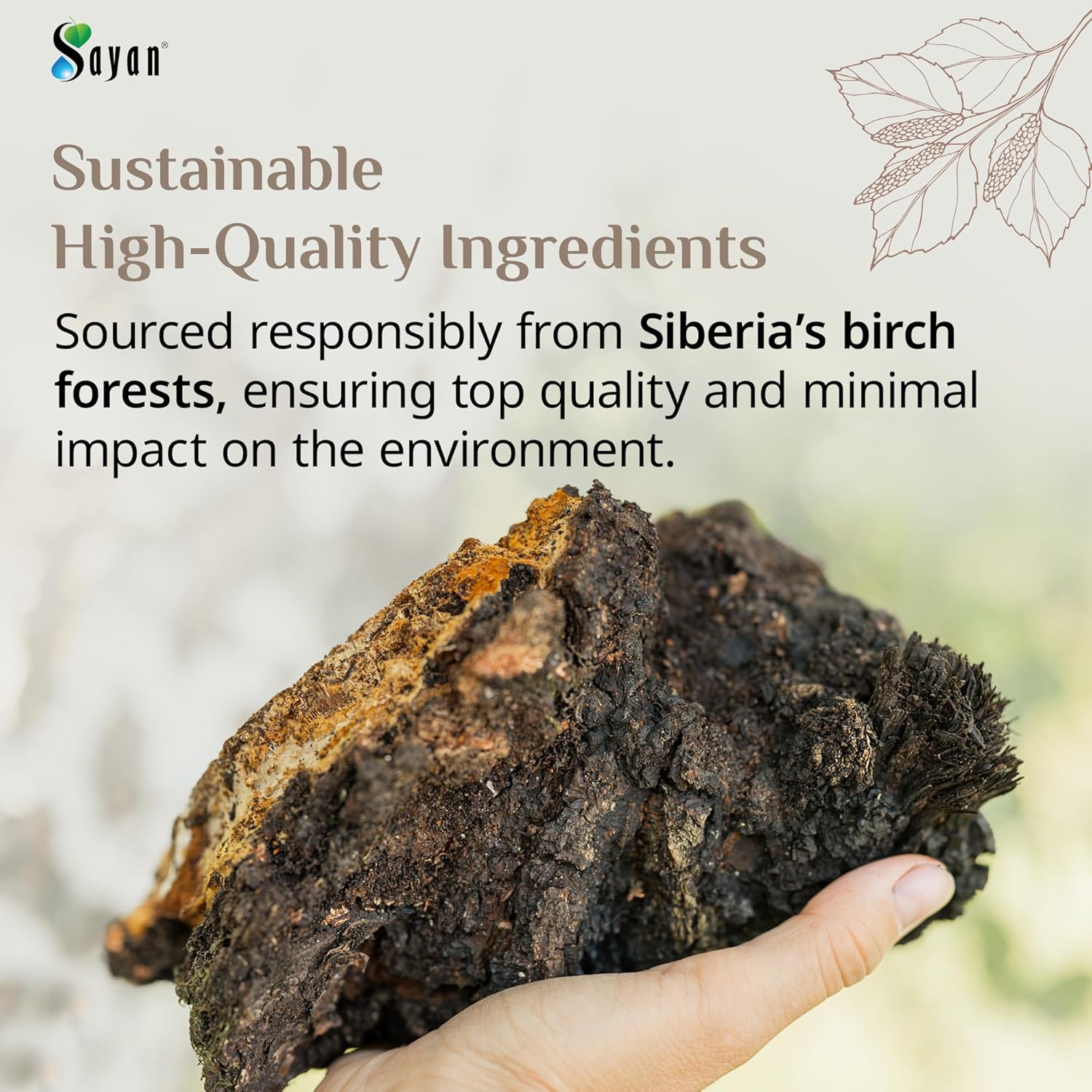 1 lb Premium Wild-Harvested Sayan Siberian Chaga Mushroom Chunks with Black Top Crust - Raw & Pure Antioxidant Tea for Immune Support, Focus, Digestive Health - Non-GMO - 16 Oz