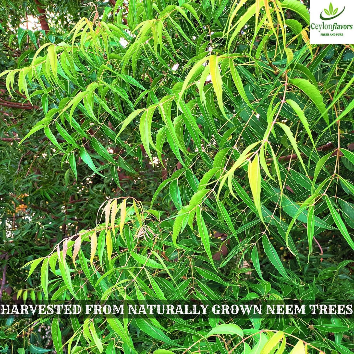 1 oz of CeylonFlavors Fresh and Pure Dried Neem Leaves from Naturally Grown Trees