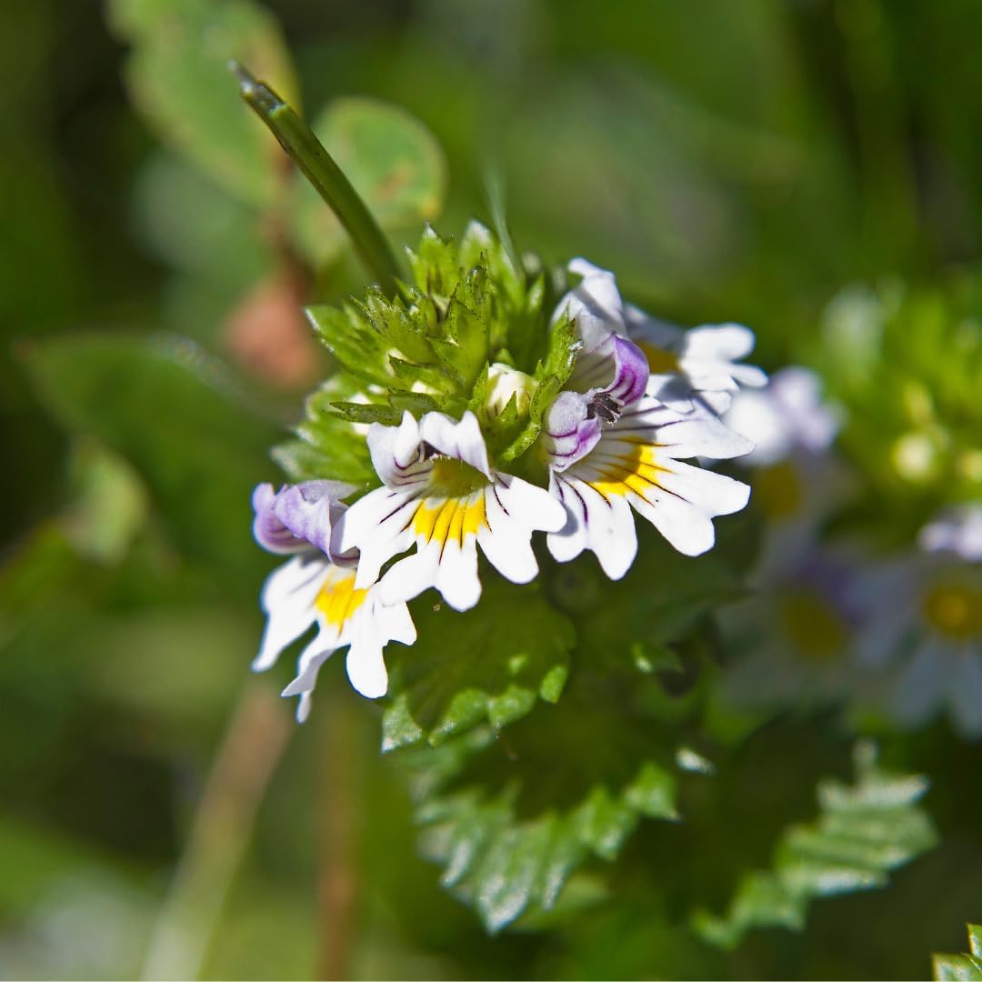 100 Capsules of Eyebright with Pure Original Ingredients - Lab Verified, No Additives or Fillers