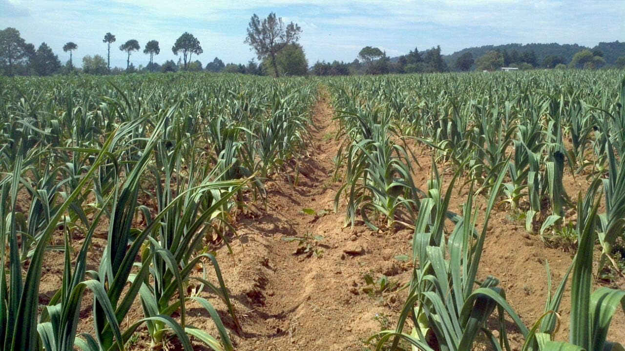 100% Natural Japanese Garlic Cloves (AJO Japones) - 150 Pieces