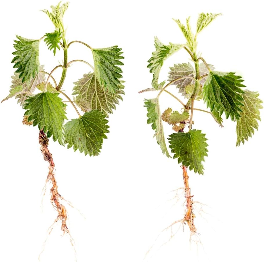 100% Natural Nettle Root (Urtica dioica) Powder - Health Embassy - 50g