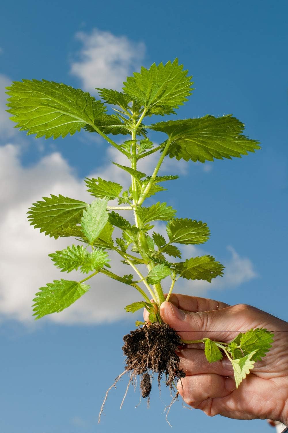 100% Natural Nettle Root (Urtica dioica) Powder - Health Embassy - 50g