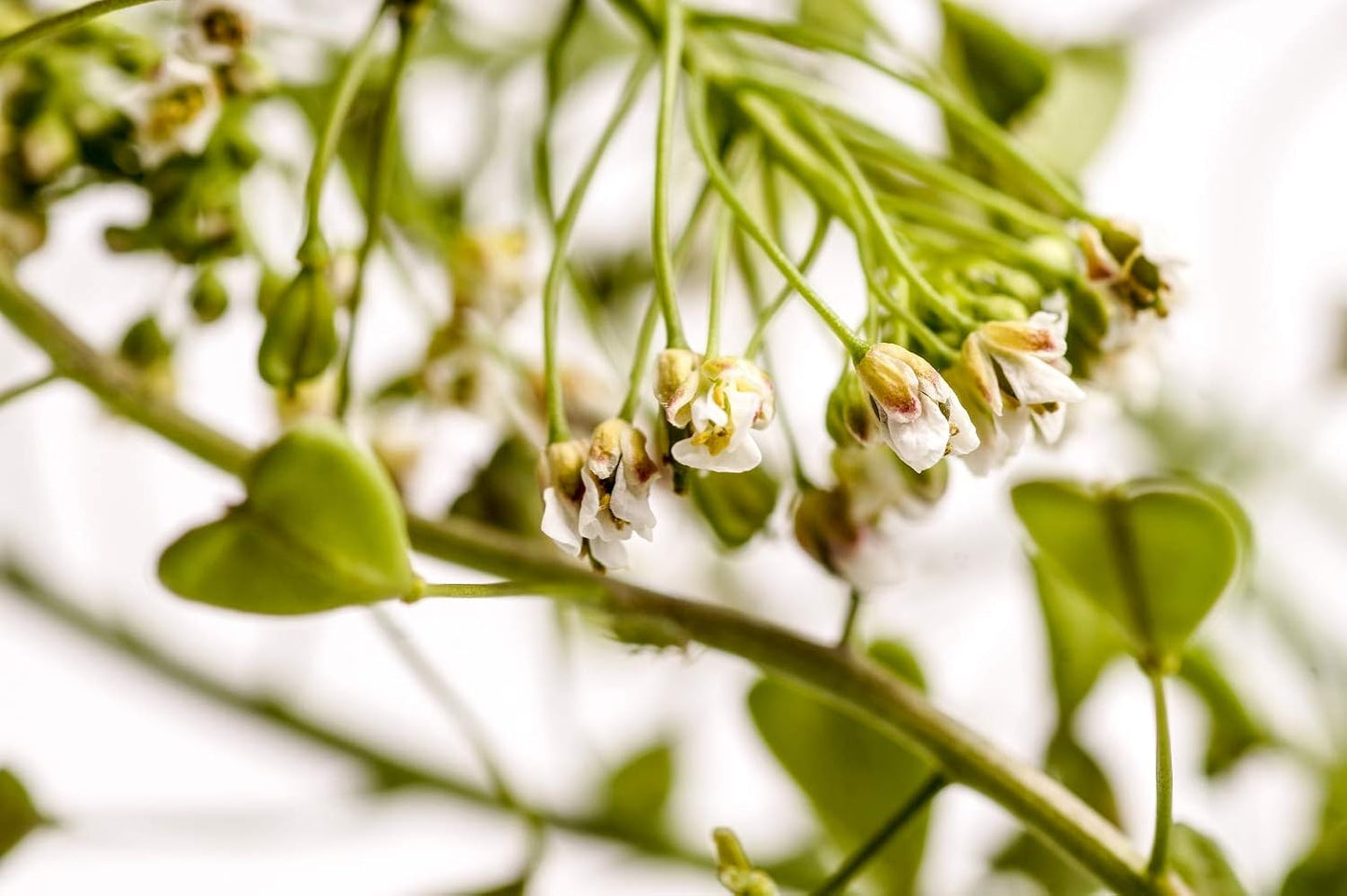 100% Natural Shepherds Purse Herb (Capsella Bursa-pastoris) - 50g by Health Embassy