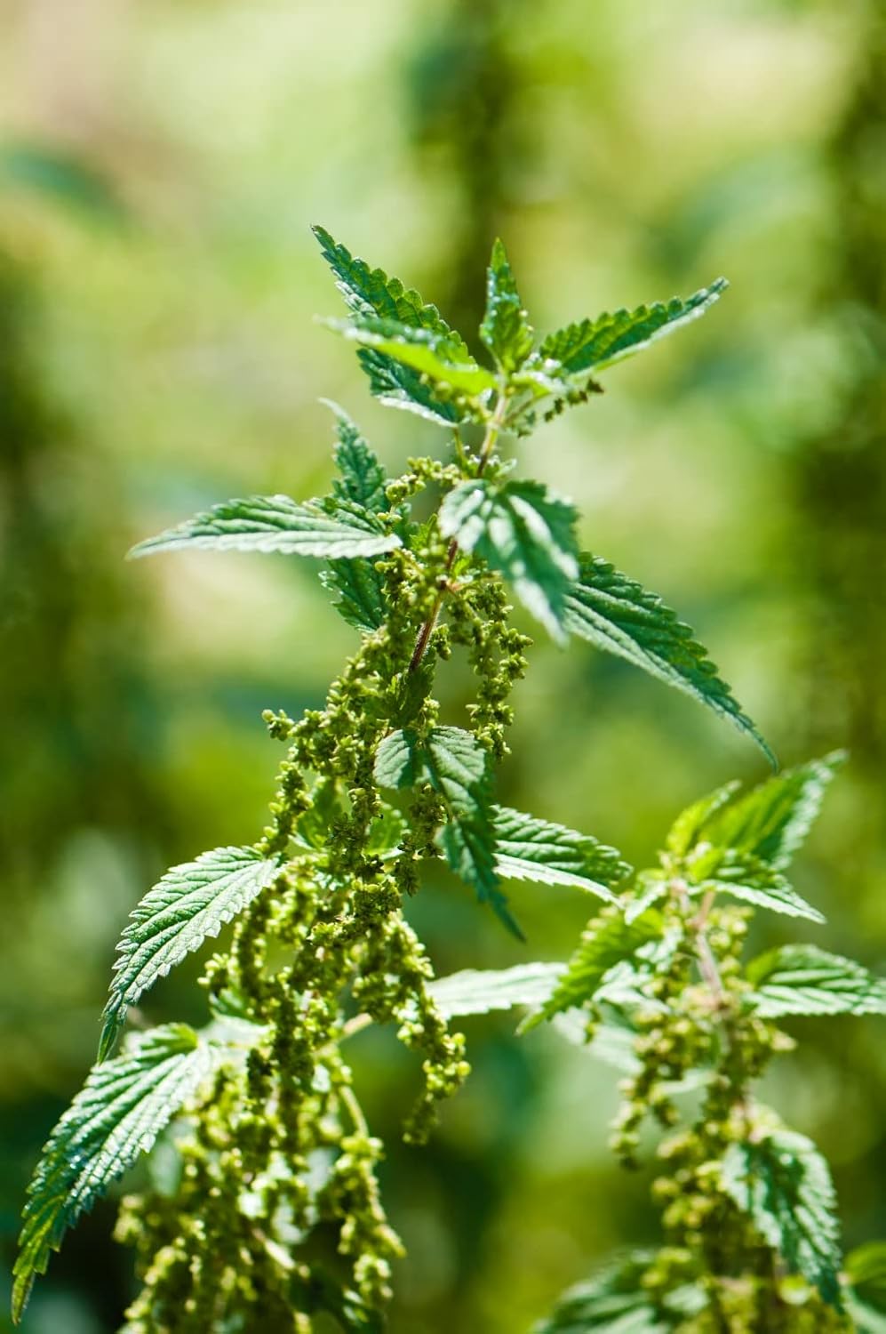 100% Natural Stinging Nettle Leaf by Health Embassy - Urtica Dioica L (100g)