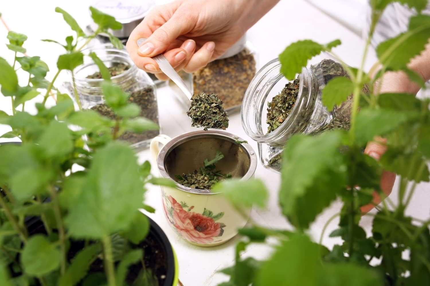 100% Natural Stinging Nettle Leaf by Health Embassy - Urtica Dioica L (100g)