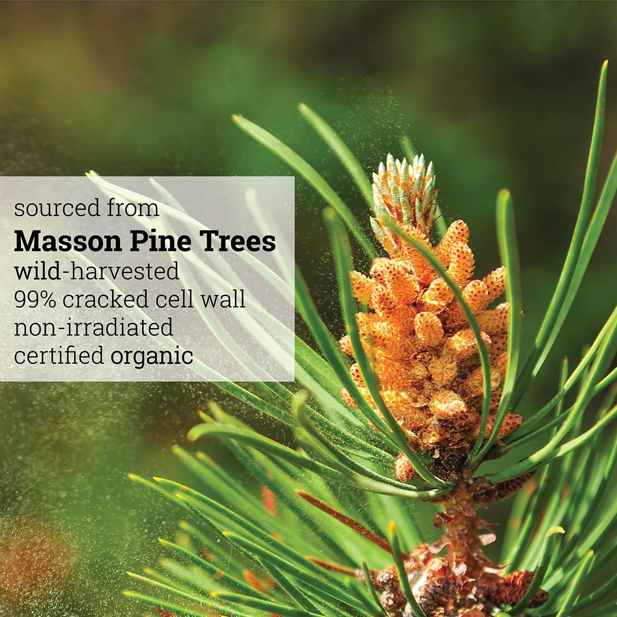 100% Organic Pine Pollen Powder by Asiya Life - 6 oz - Non GMO - Wild Harvested - Energy & Immune Support - No Fillers