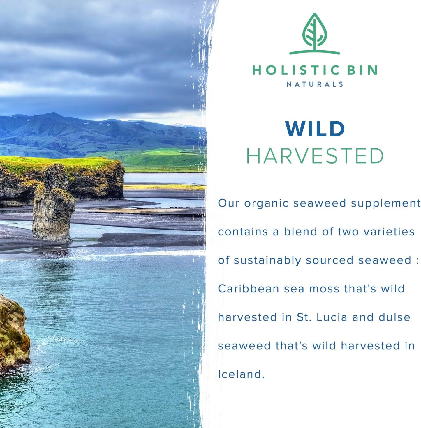 100% Pure Caribbean Sea Moss & Dulse Seaweed Capsules - Rich in Antioxidants, Minerals, Iodine - 40 Capsules