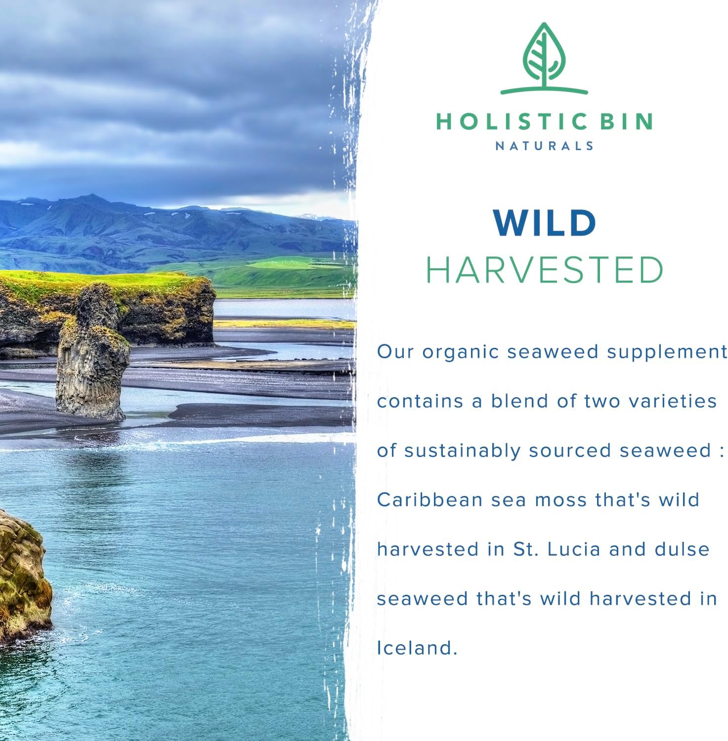 100% Pure Caribbean Sea Moss & Dulse Seaweed Capsules - Rich in Antioxidants, Minerals, Iodine - 40 Capsules