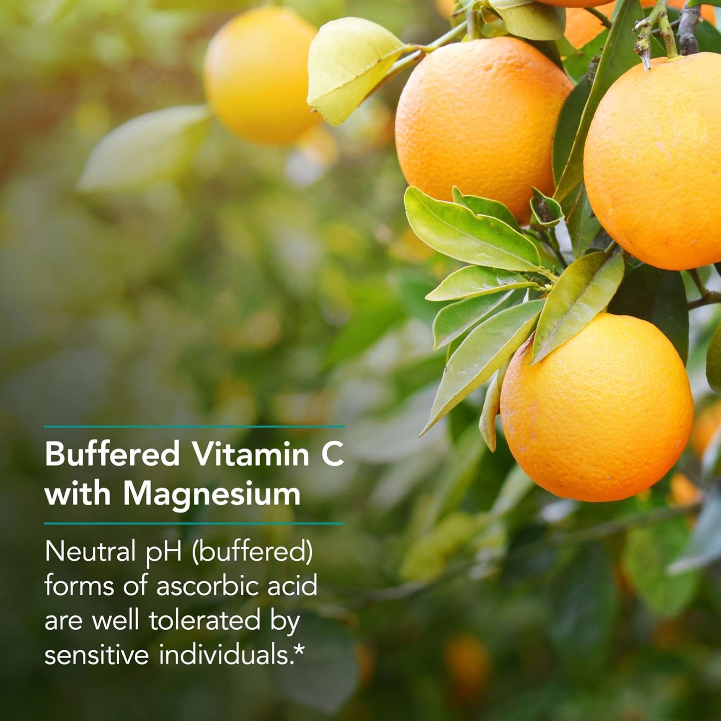 1000mg Vitamin C & Magnesium Powder Capsules - Immune Support Supplement by Nutricology - 100 Count