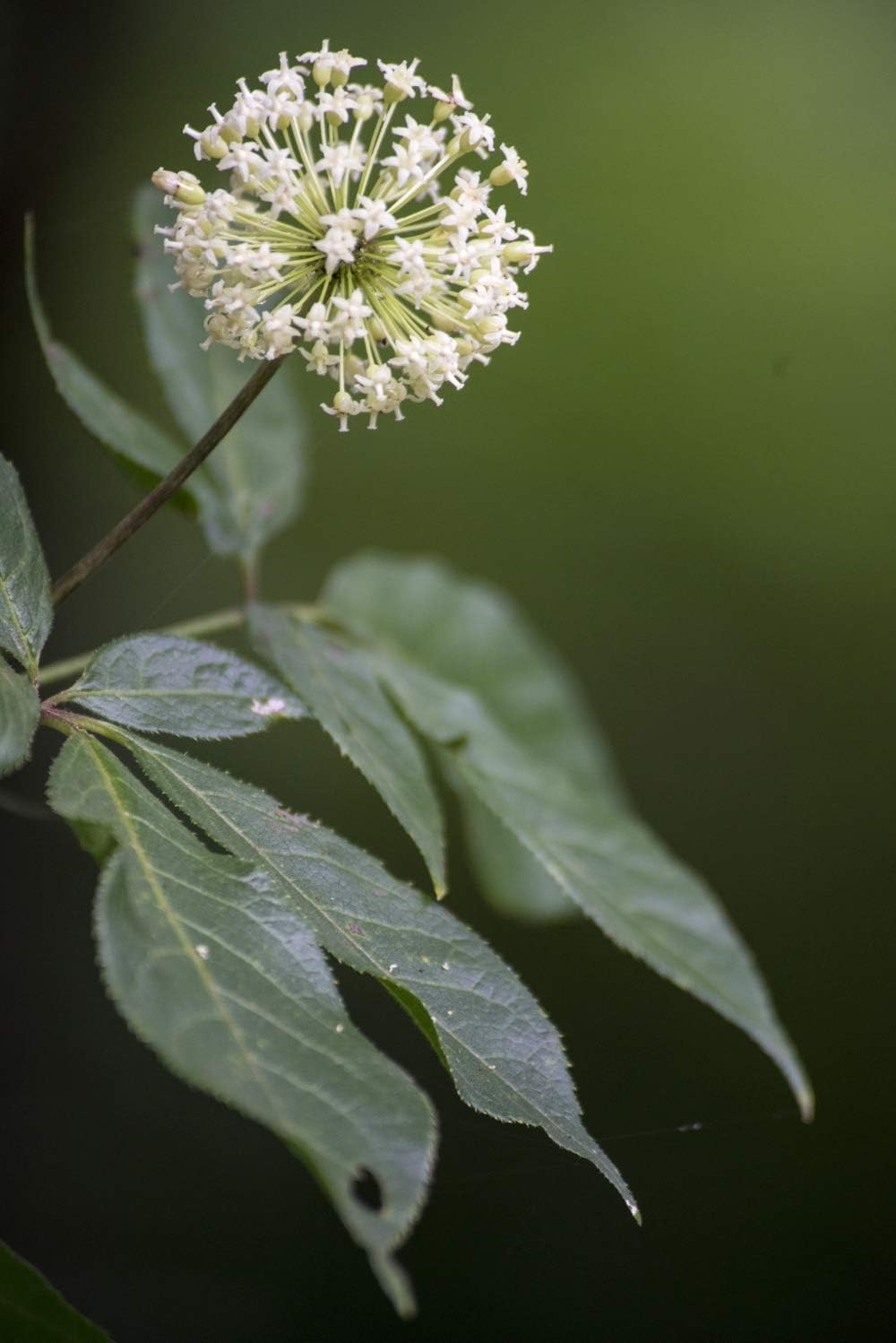 100g Health Embassy Siberian Ginseng Root Cut Tea - Pure Eleutherococcus Senticosus - Organic Herbal Infusion