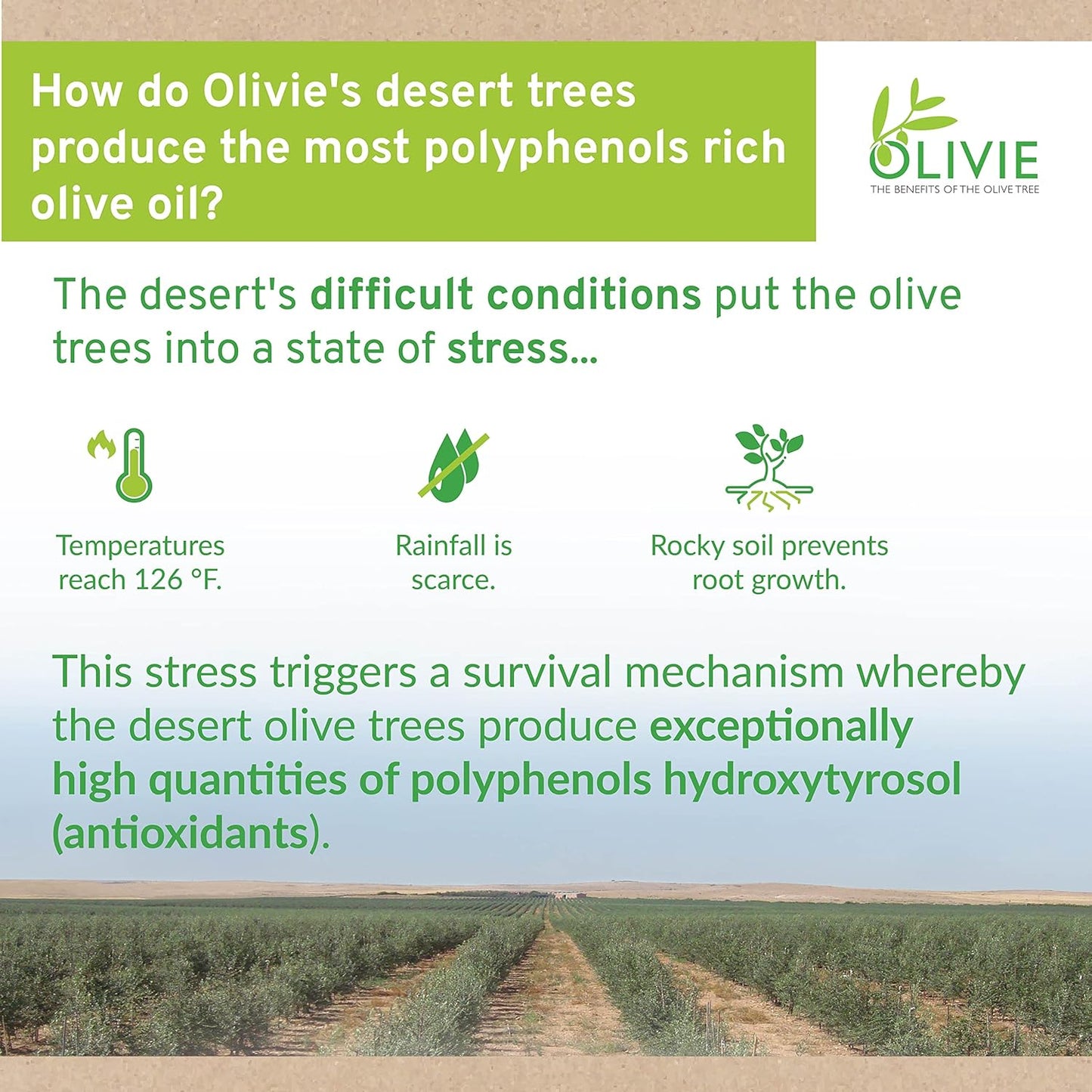 100g OLIVIE PowerUp Pearls Organic Olive Leaf Extract Capsules with Hydroxytyrosol - Antioxidant Polyphenols for Immune & Brain Support