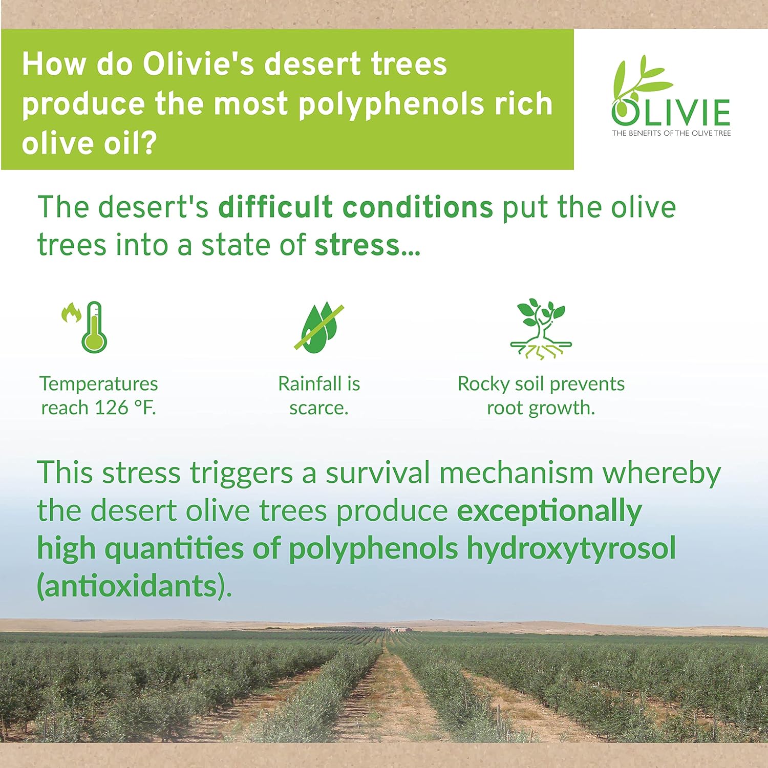 100g OLIVIE PowerUp Pearls Organic Olive Leaf Extract Capsules with Hydroxytyrosol - Antioxidant Polyphenols for Immune & Brain Support